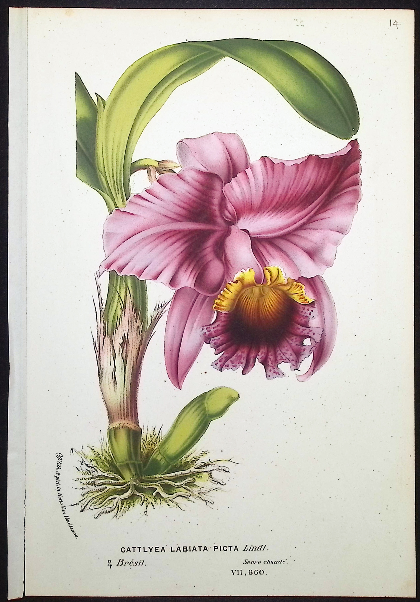 Van Houtte - 4 Orchid Prints