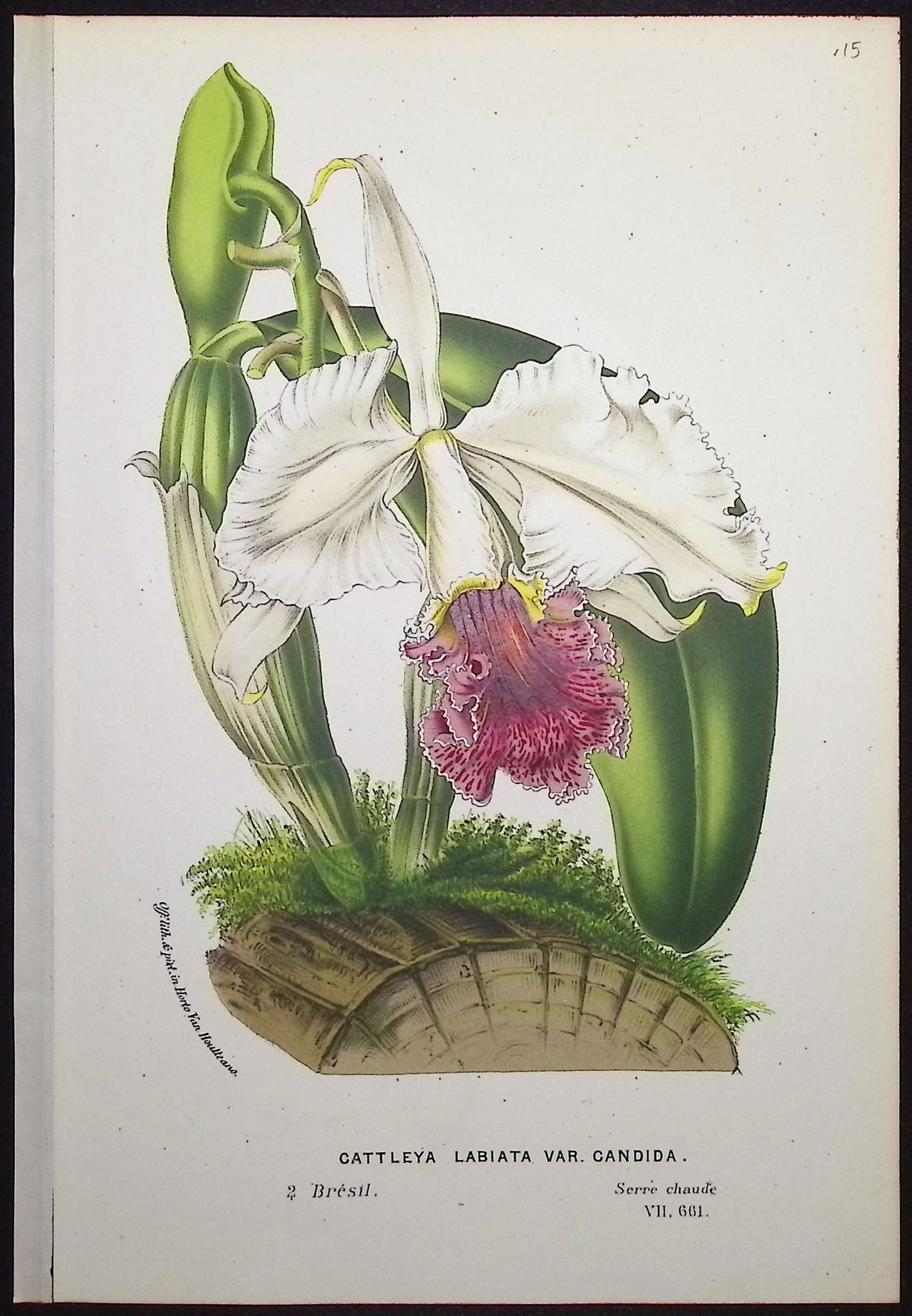 Van Houtte - 4 Orchid Prints