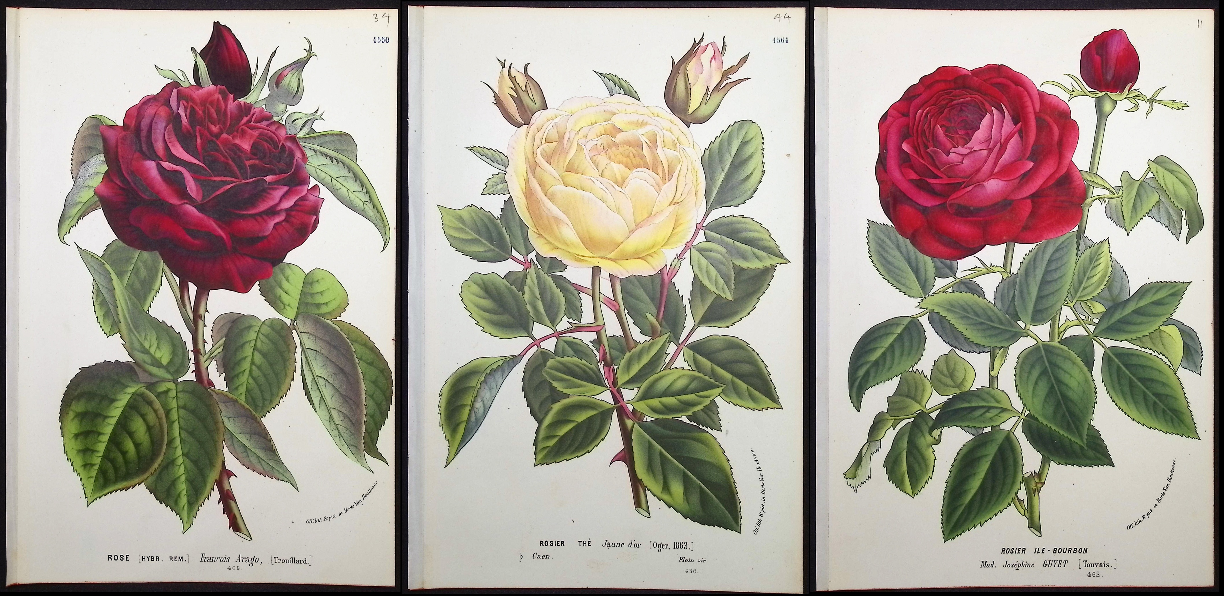 Van Houtte - 3 Rose Prints