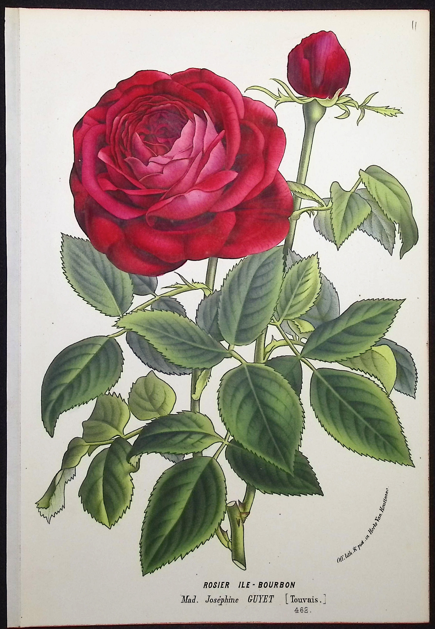 Van Houtte - 3 Rose Prints