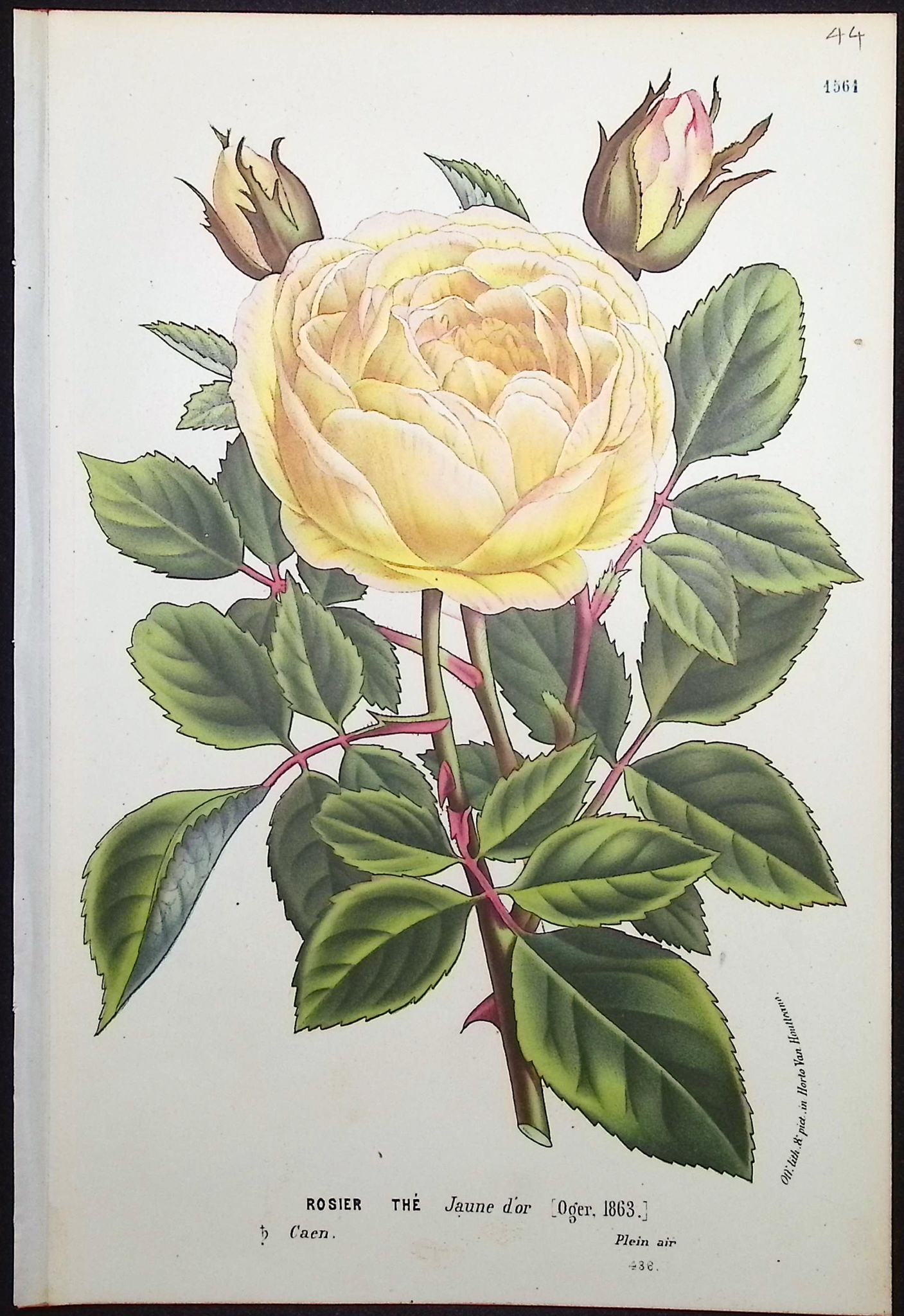 Van Houtte - 3 Rose Prints