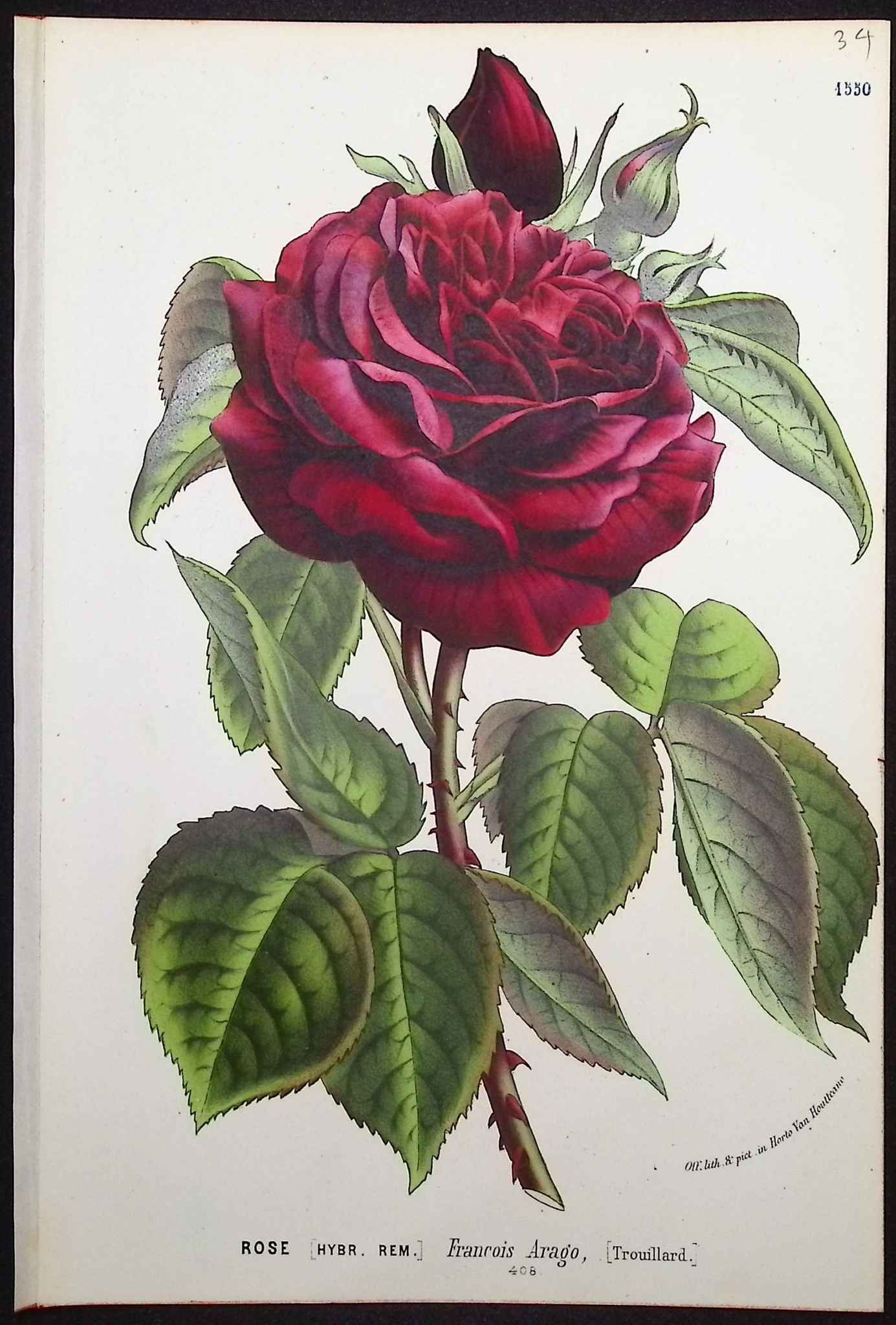 Van Houtte - 3 Rose Prints