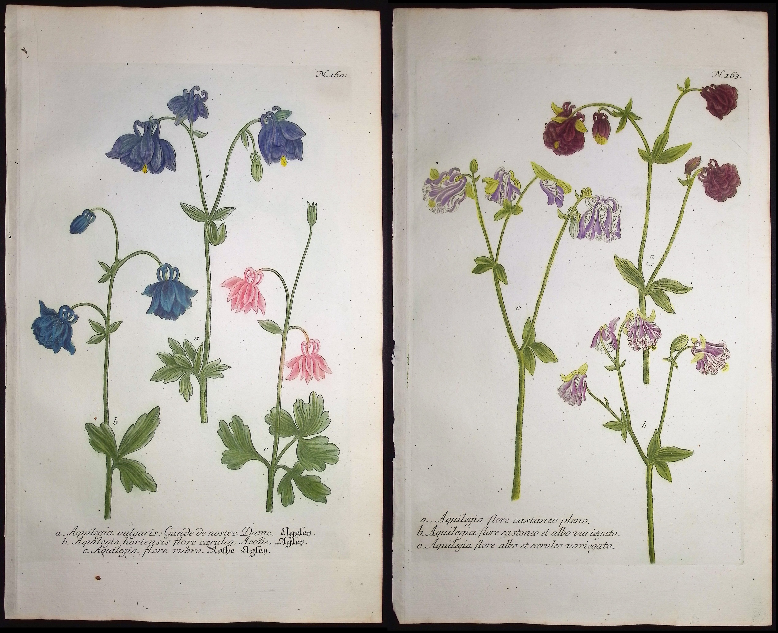 Weinmann - 5 Columbine Engravings