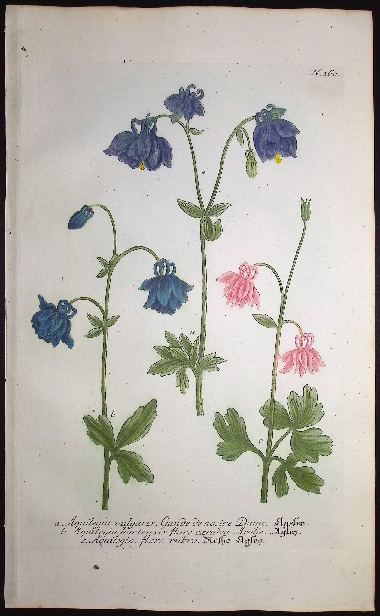 Weinmann - 5 Columbine Engravings
