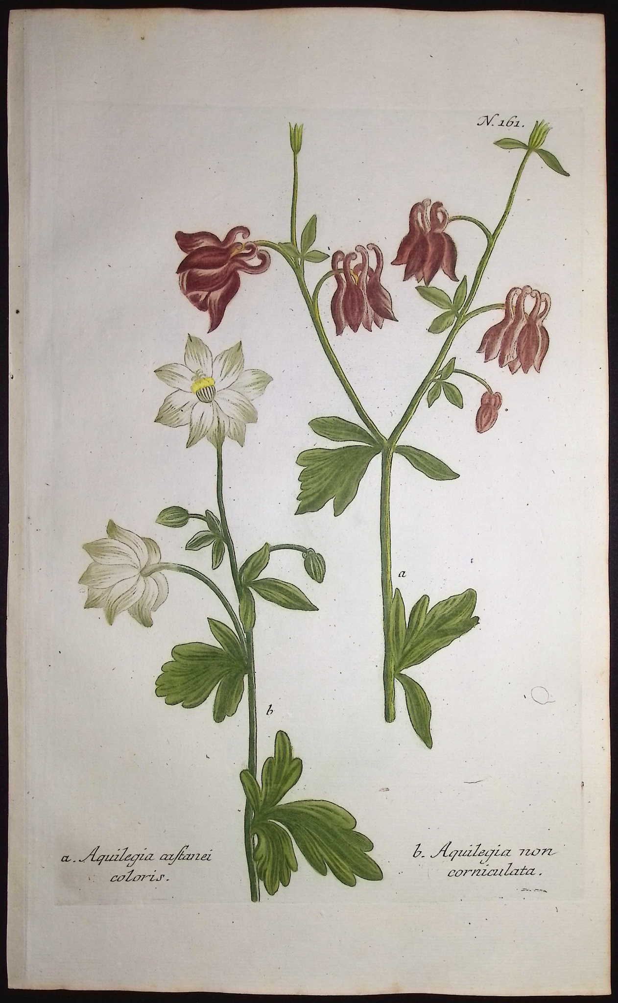 Weinmann - 5 Columbine Engravings