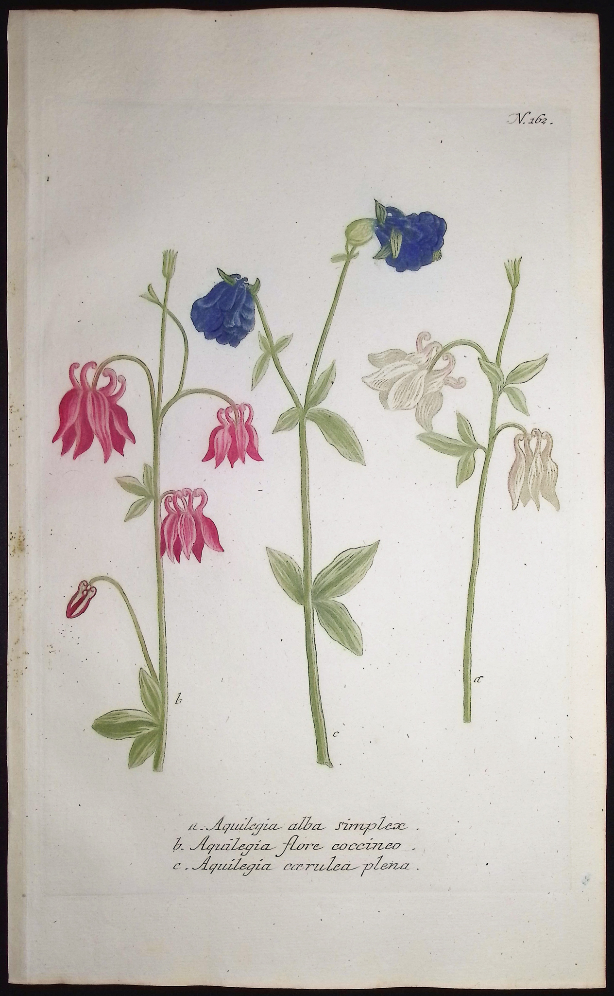 Weinmann - 5 Columbine Engravings
