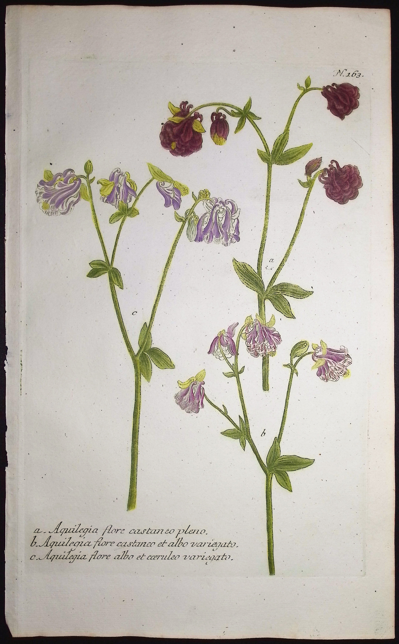 Weinmann - 5 Columbine Engravings