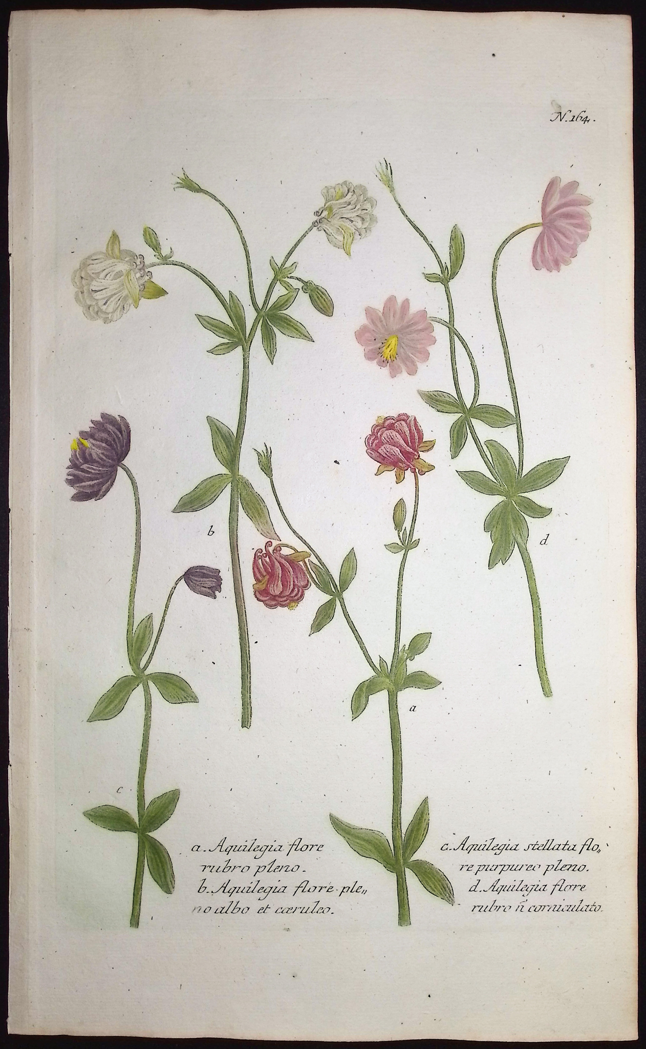 Weinmann - 5 Columbine Engravings