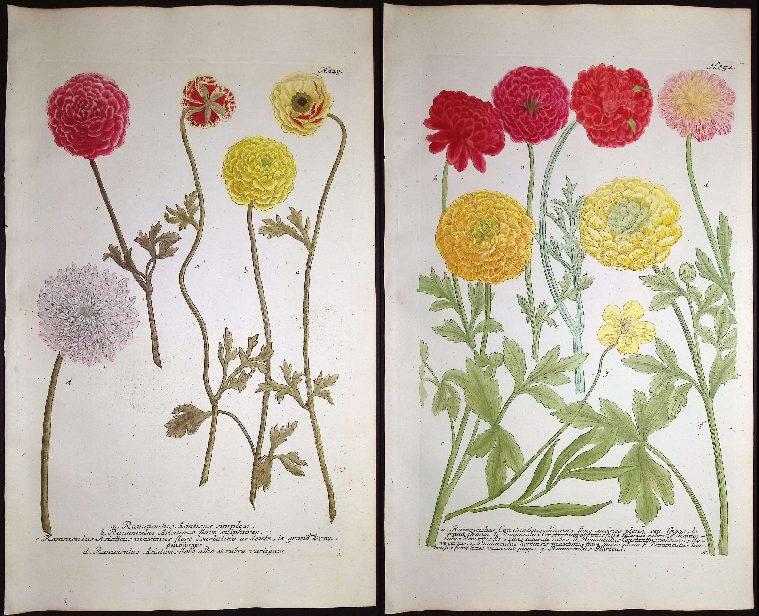 Weinmann - 3 Buttercup or Ranunculus Engravings