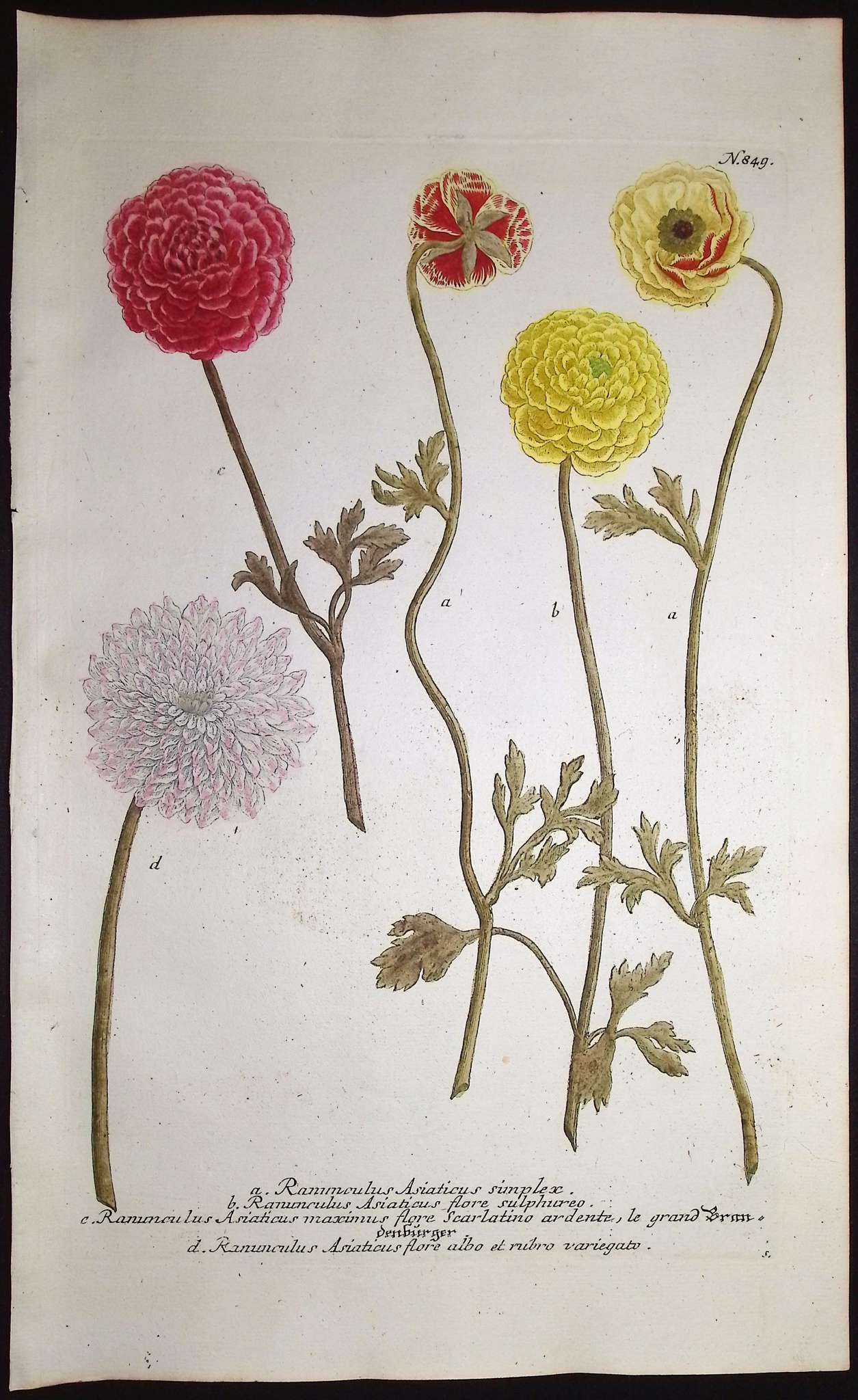 Weinmann - 3 Buttercup or Ranunculus Engravings