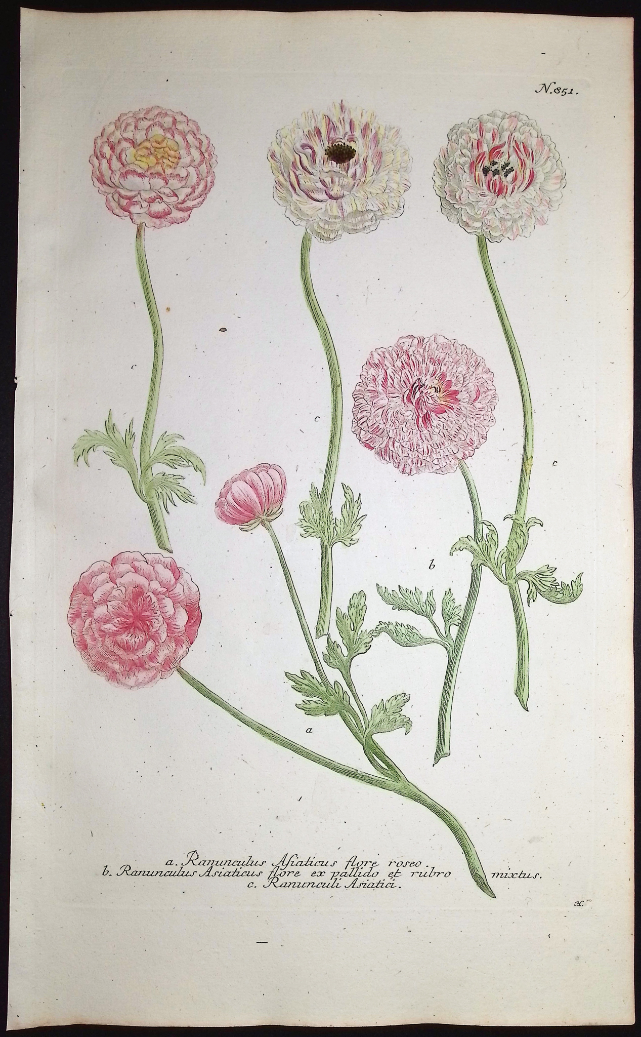 Weinmann - 3 Buttercup or Ranunculus Engravings