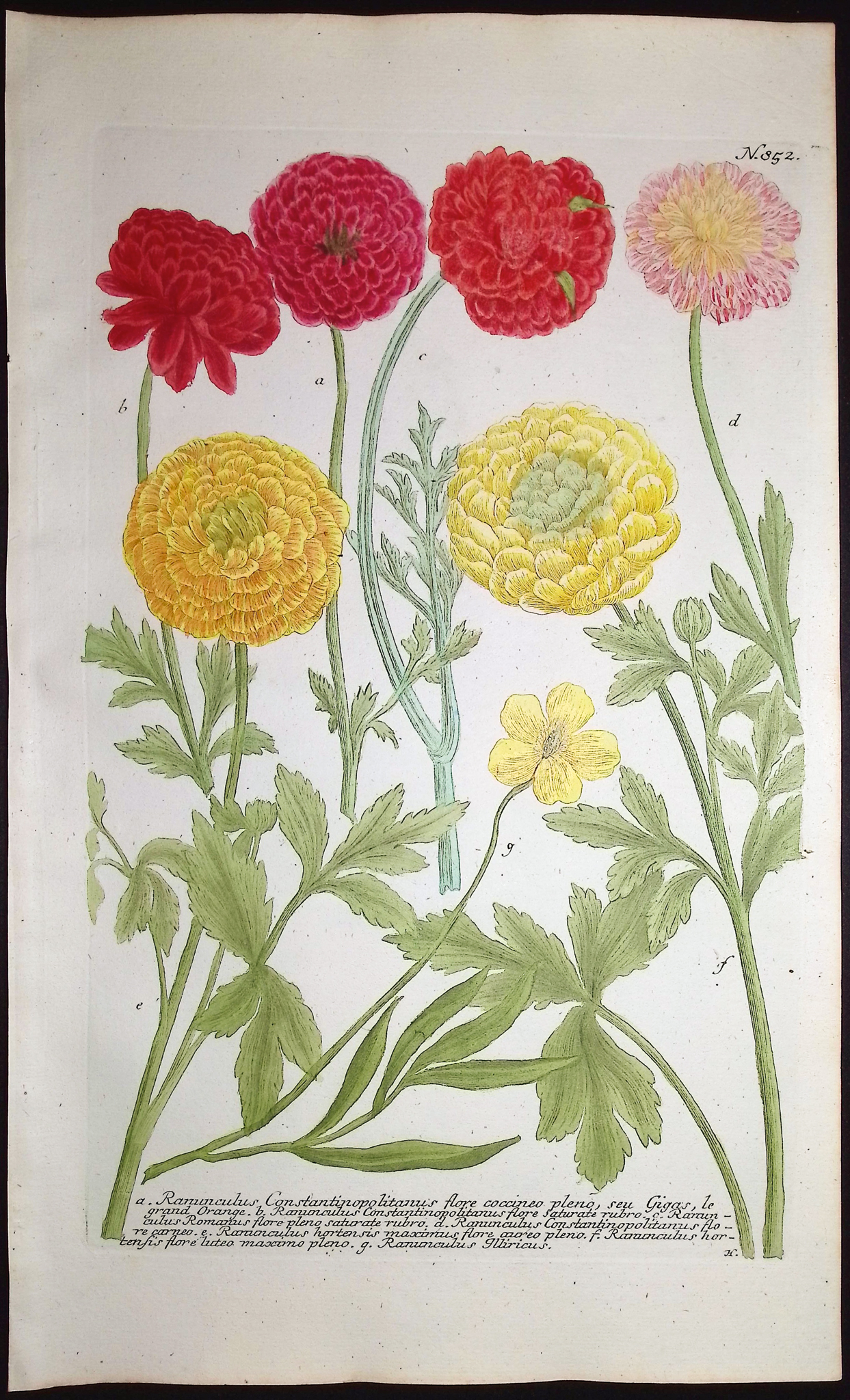 Weinmann - 3 Buttercup or Ranunculus Engravings