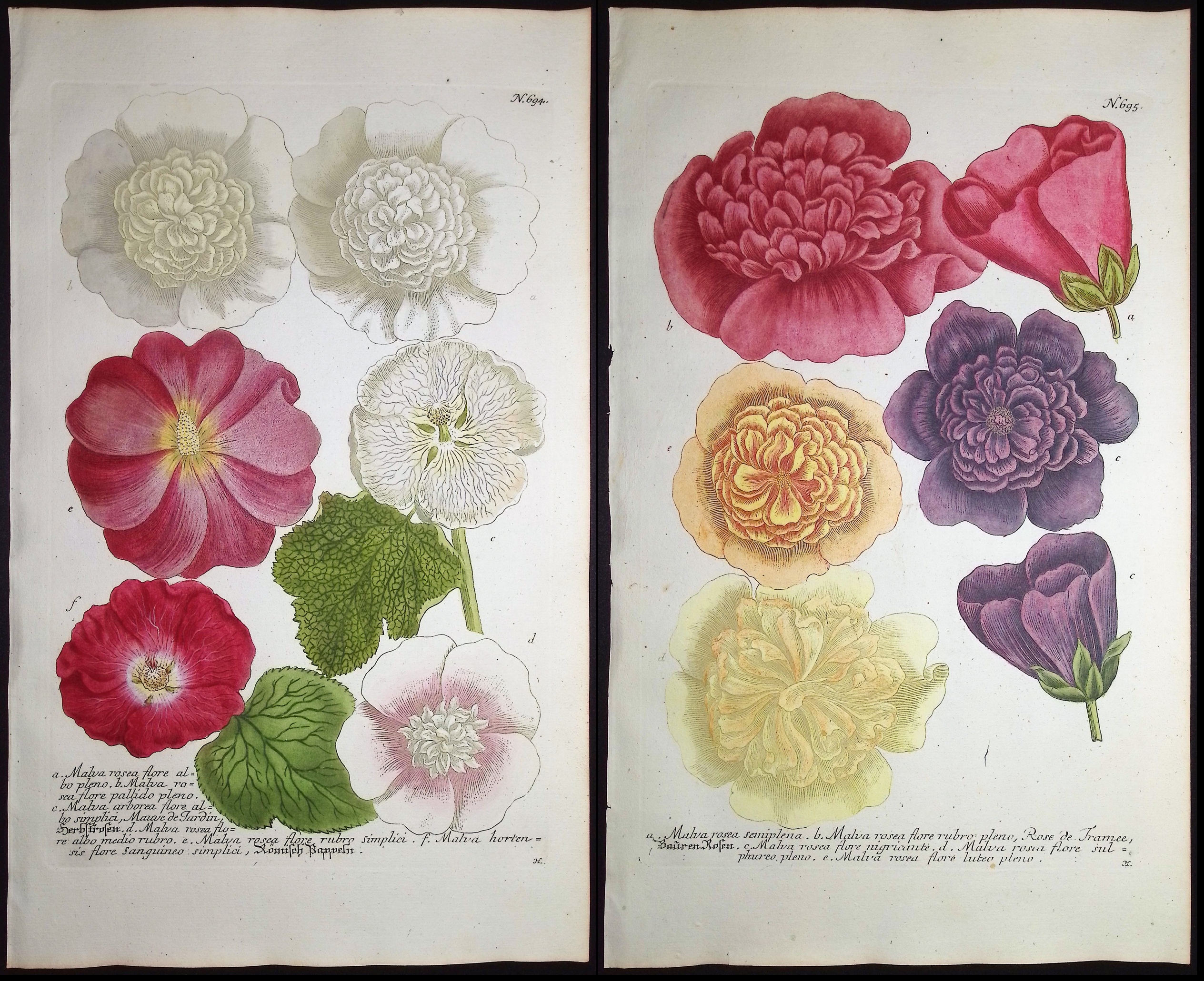Weinmann - 5 Mallow Engravings
