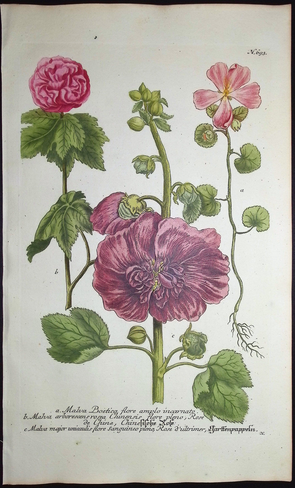 Weinmann - 5 Mallow Engravings