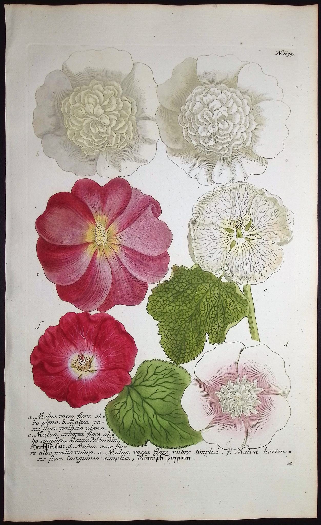 Weinmann - 5 Mallow Engravings