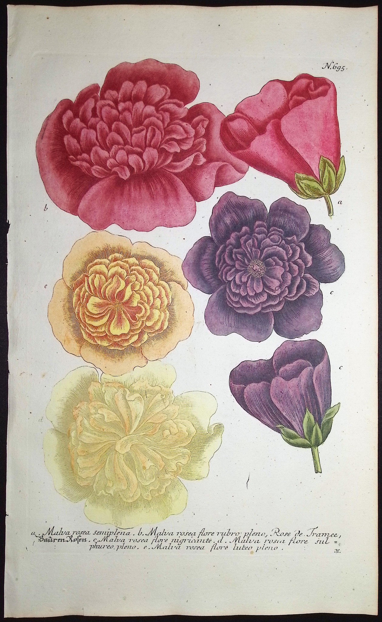 Weinmann - 5 Mallow Engravings