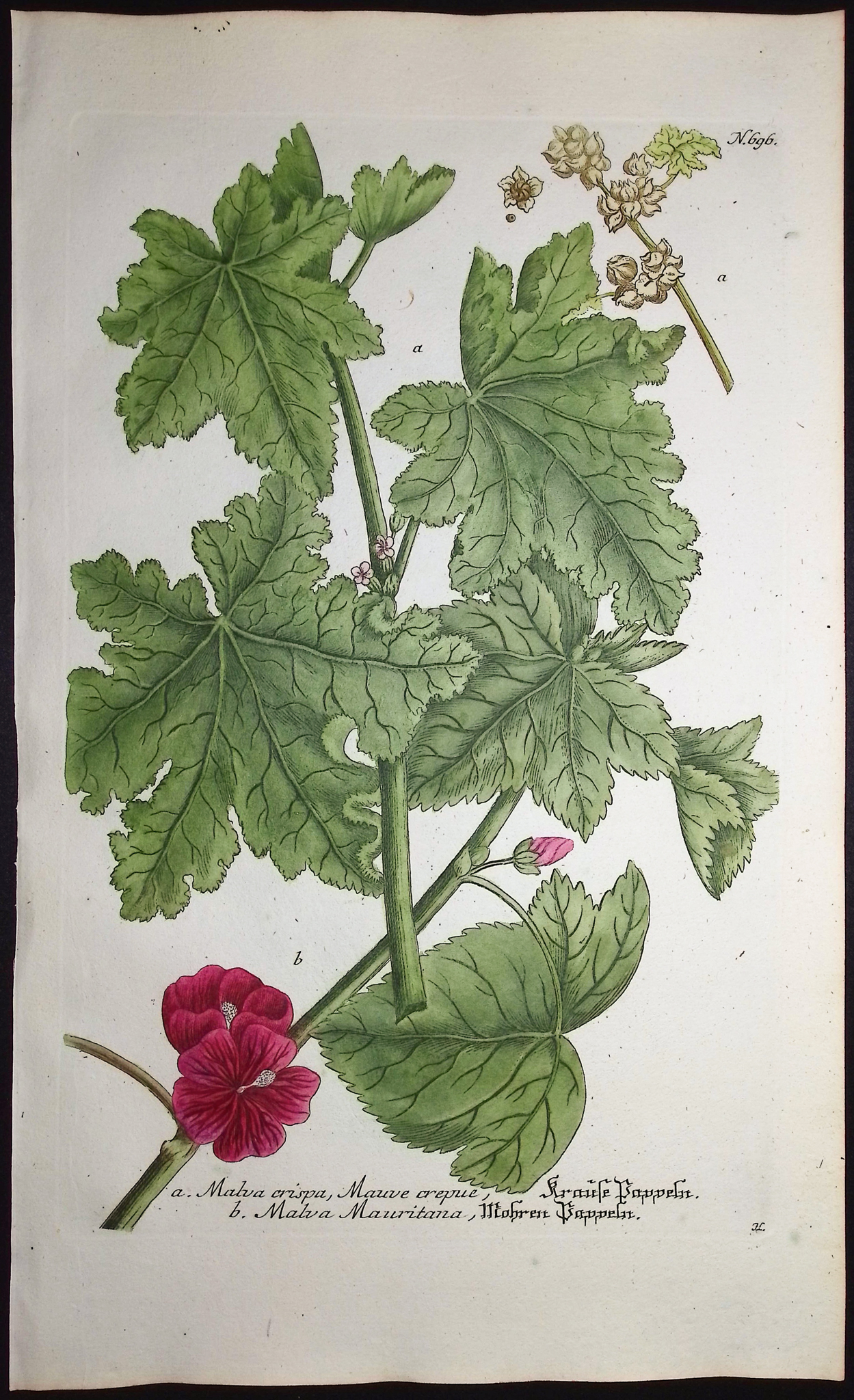 Weinmann - 5 Mallow Engravings