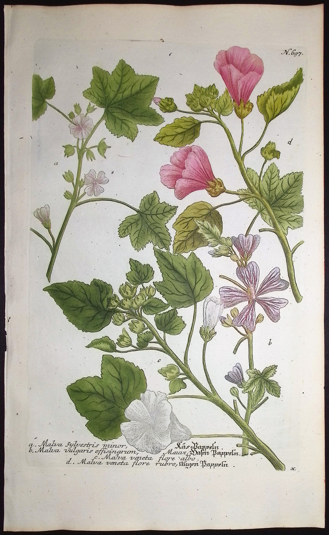 Weinmann - 5 Mallow Engravings