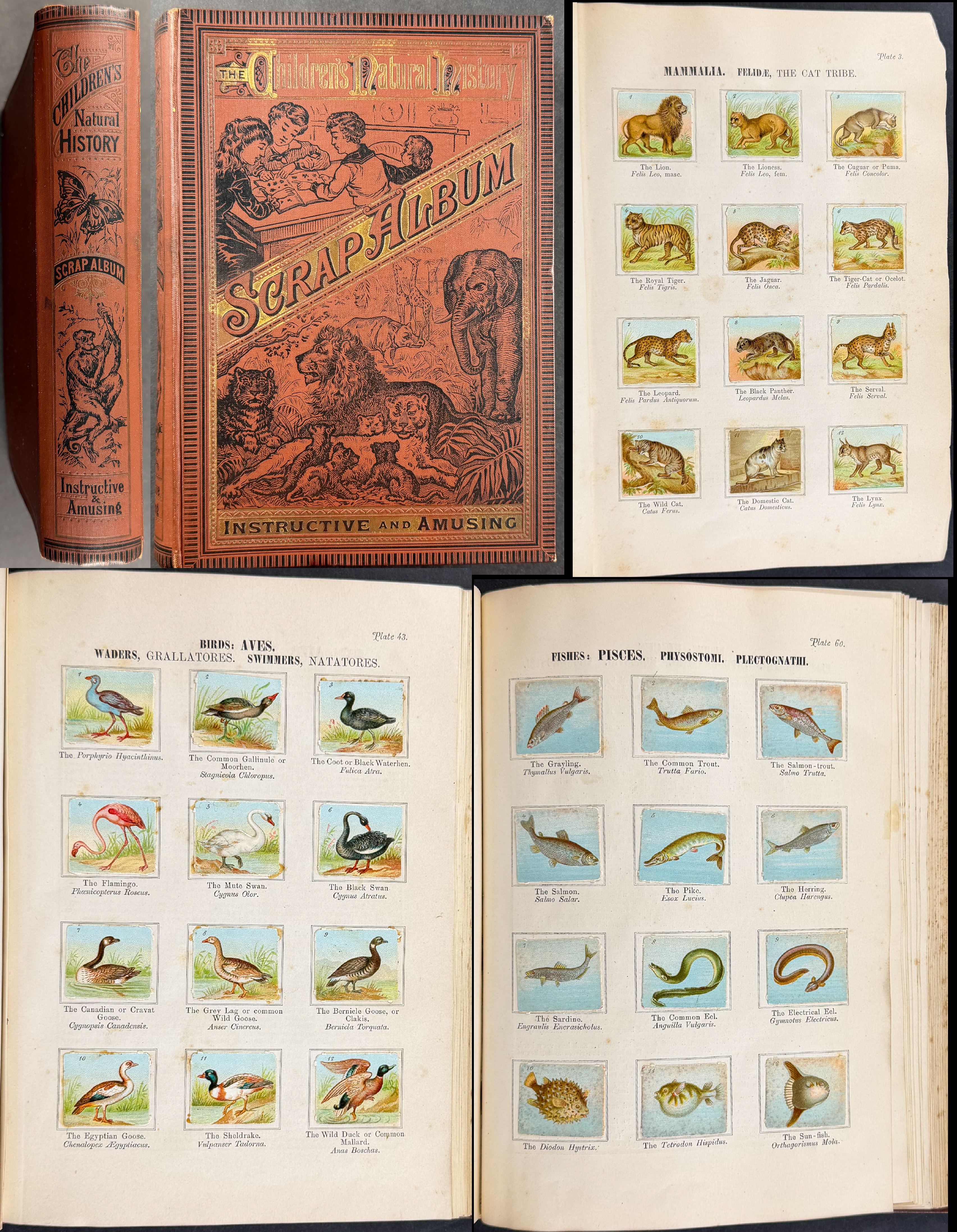 Children's Natural History Scrap Album - Volume with 90 Chromolithographed Leaves