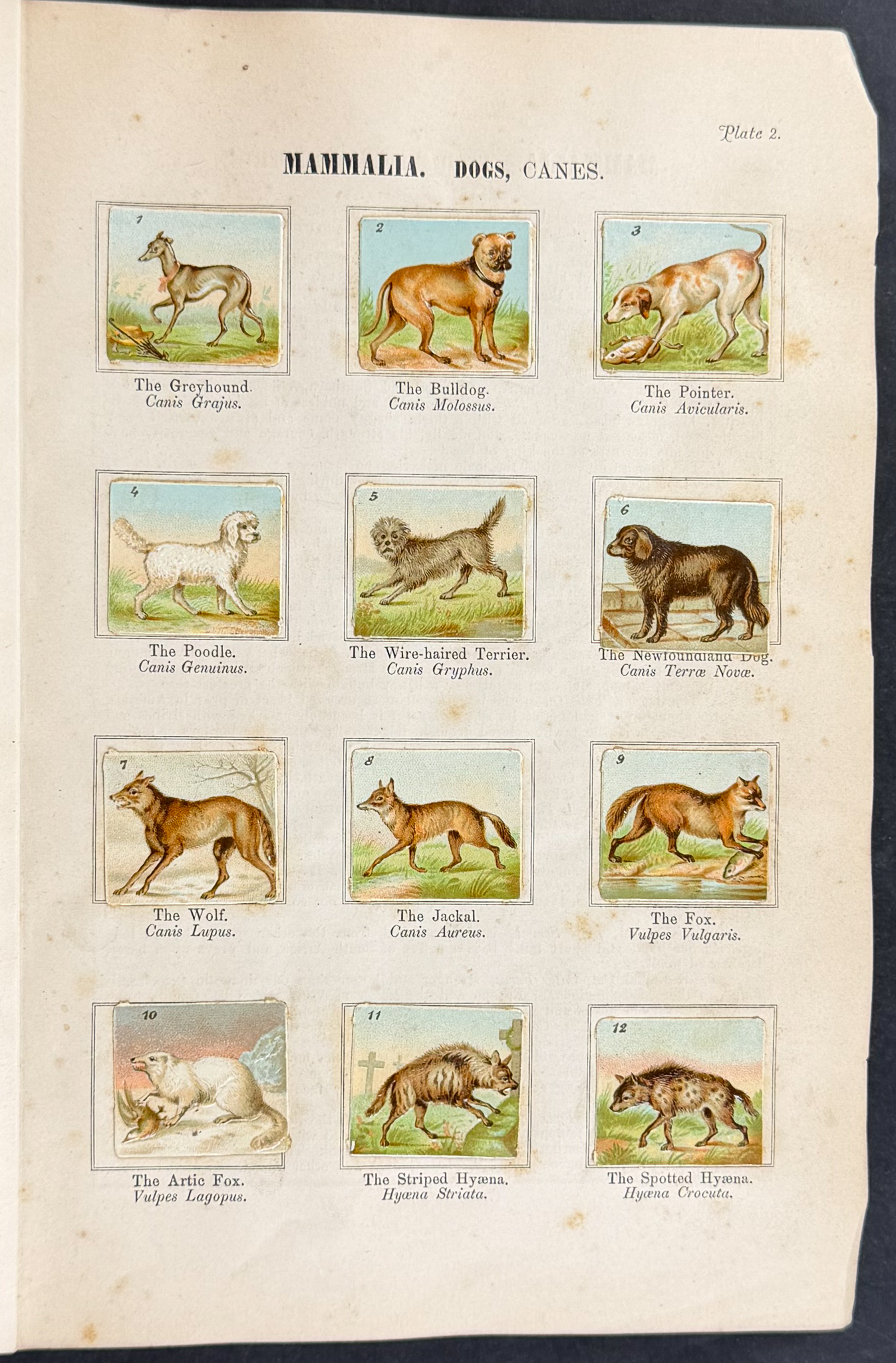 Children's Natural History Scrap Album - Volume with 90 Chromolithographed Leaves