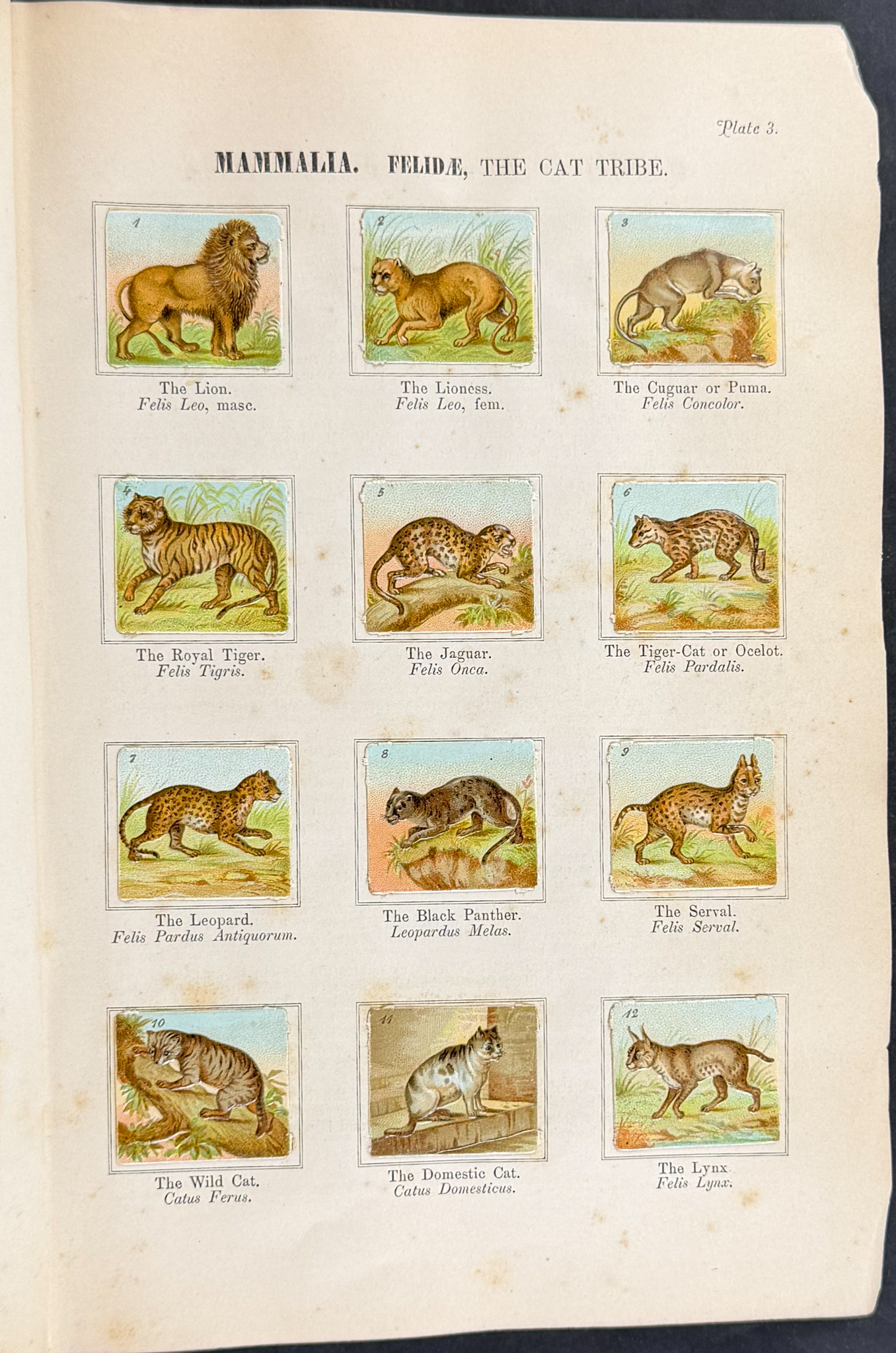 Children's Natural History Scrap Album - Volume with 90 Chromolithographed Leaves
