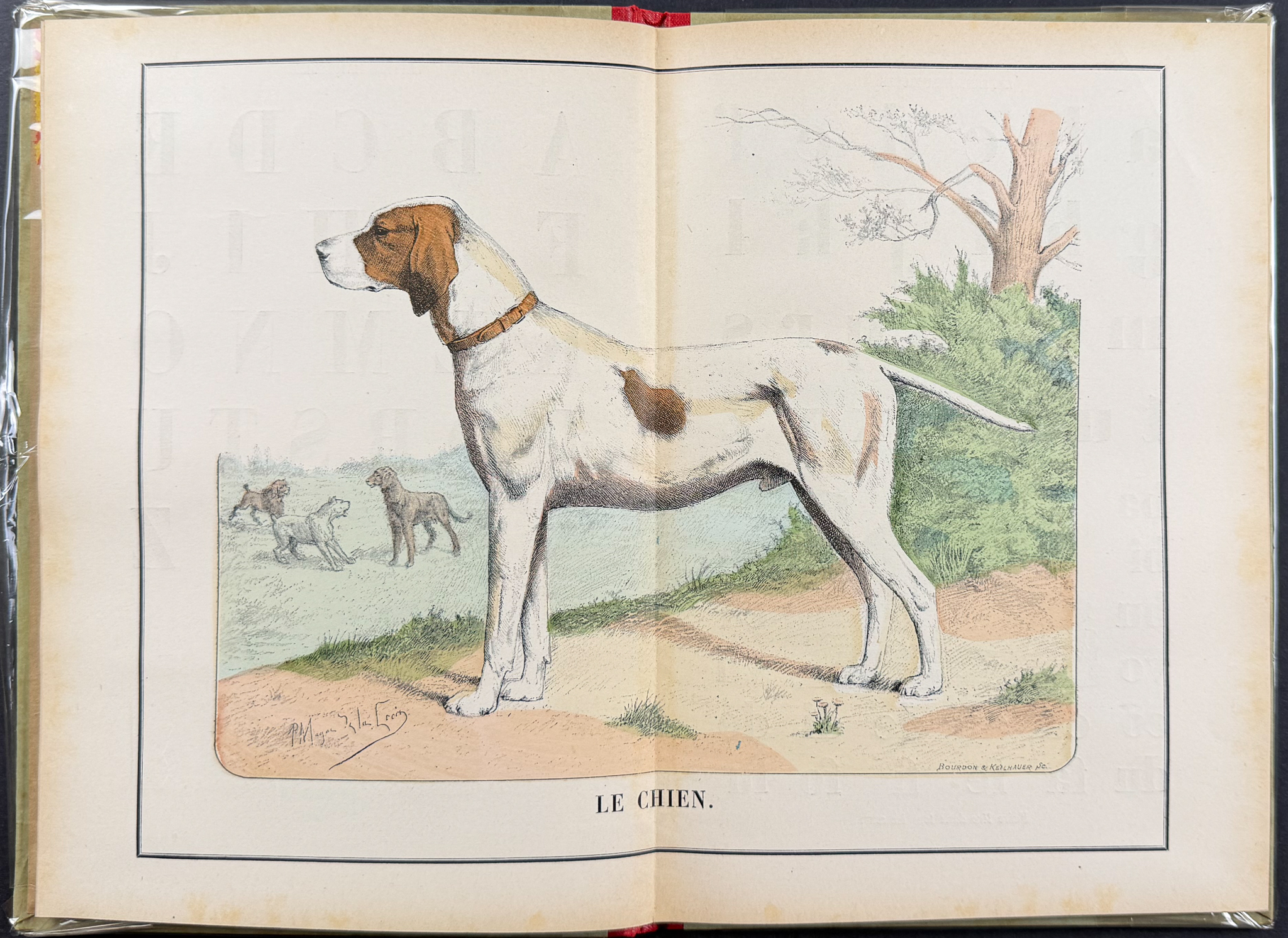 Guerin Les Animaux Domestiques: Nouvel Alphabet Illustre - Volume 12 Color Wood Engravings + In-text Illustrations