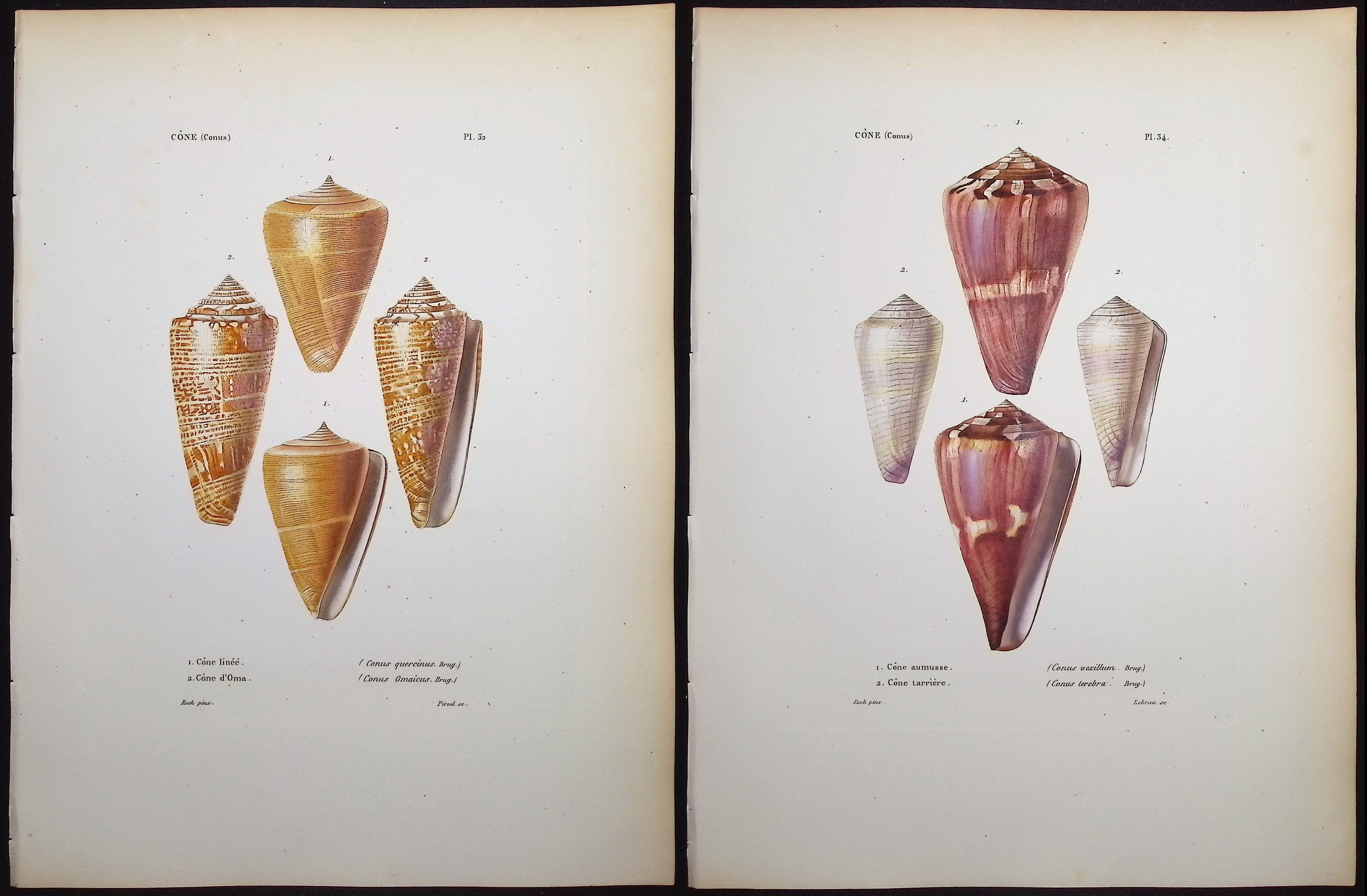 Kiener - 6 Shell Engravings