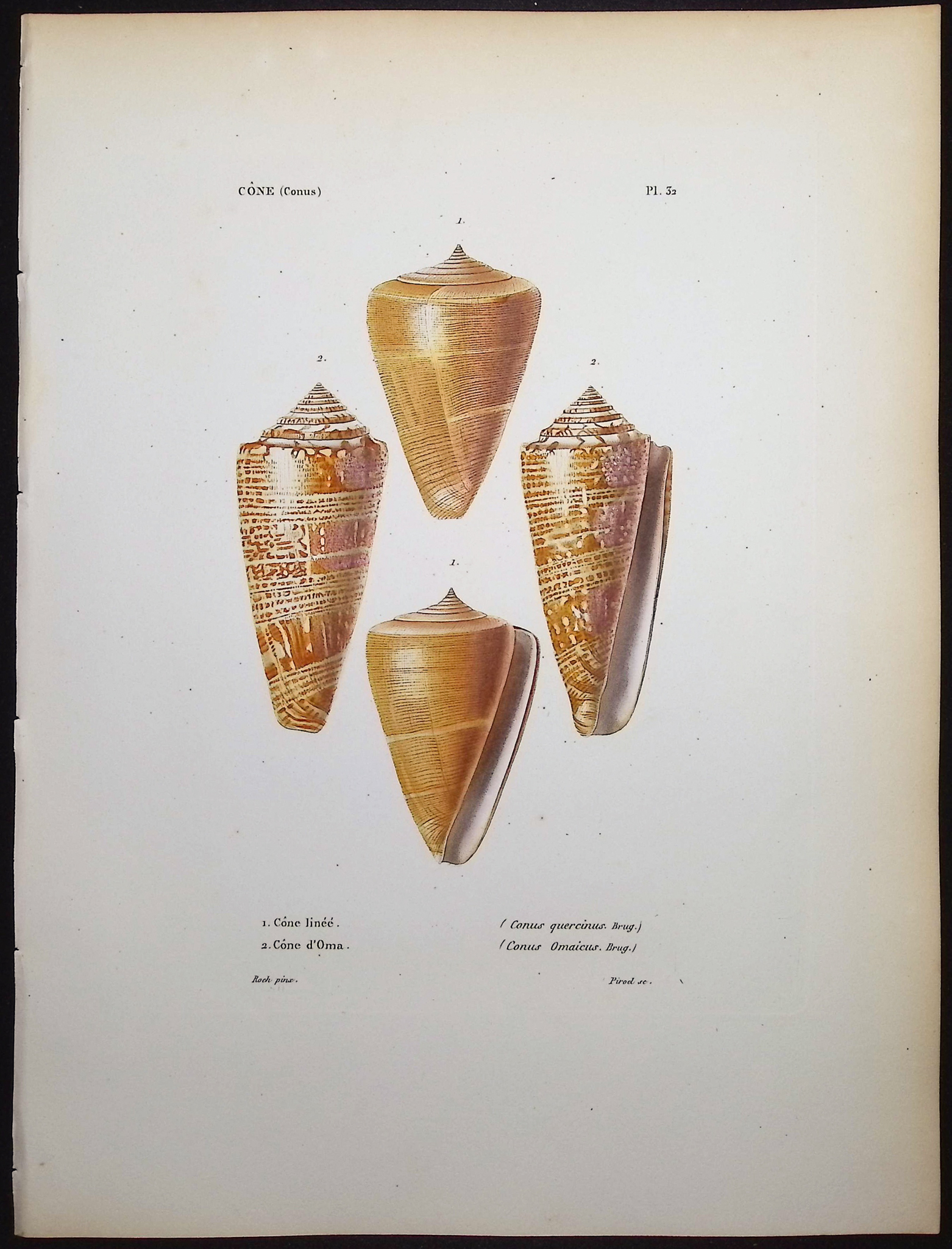 Kiener - 6 Shell Engravings