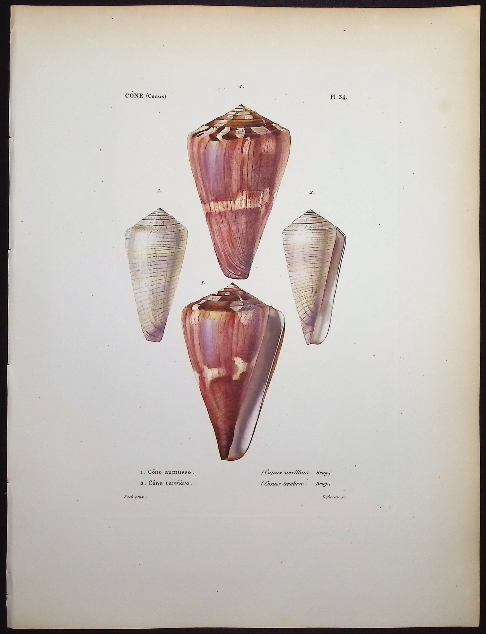 Kiener - 6 Shell Engravings
