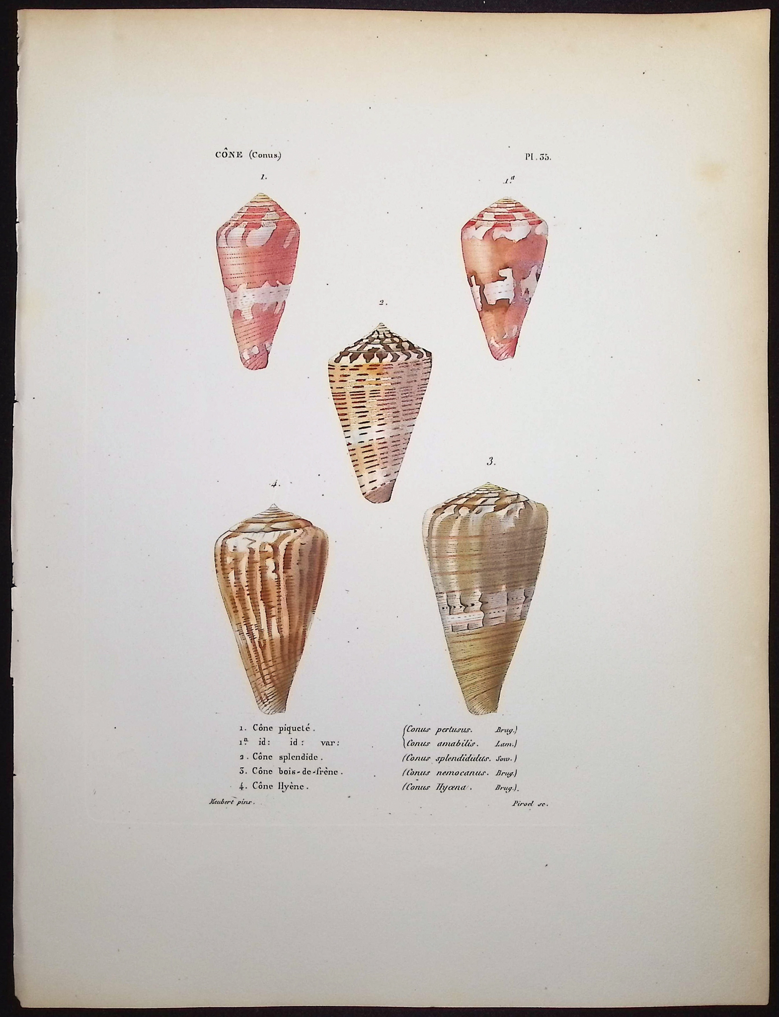 Kiener - 6 Shell Engravings
