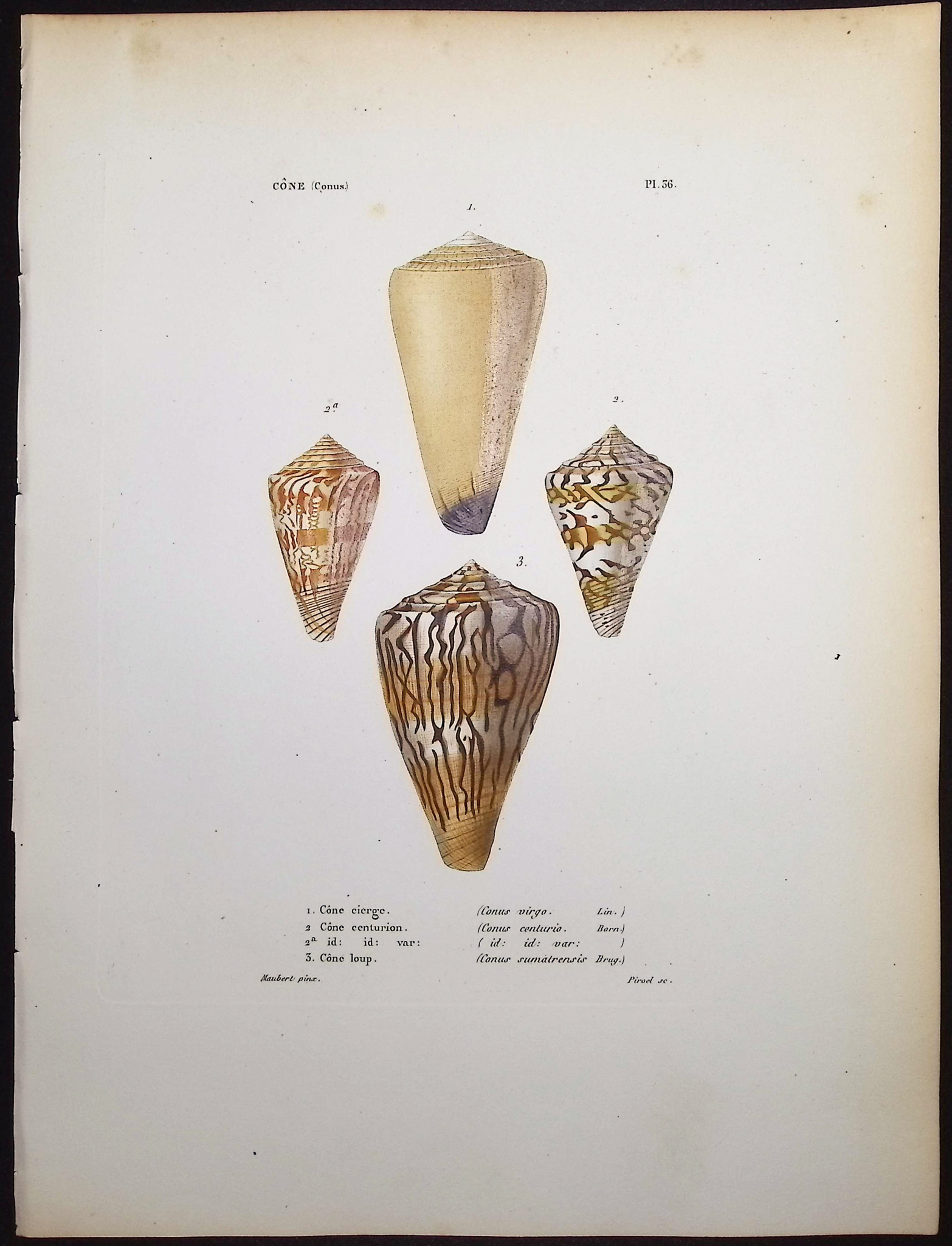 Kiener - 6 Shell Engravings