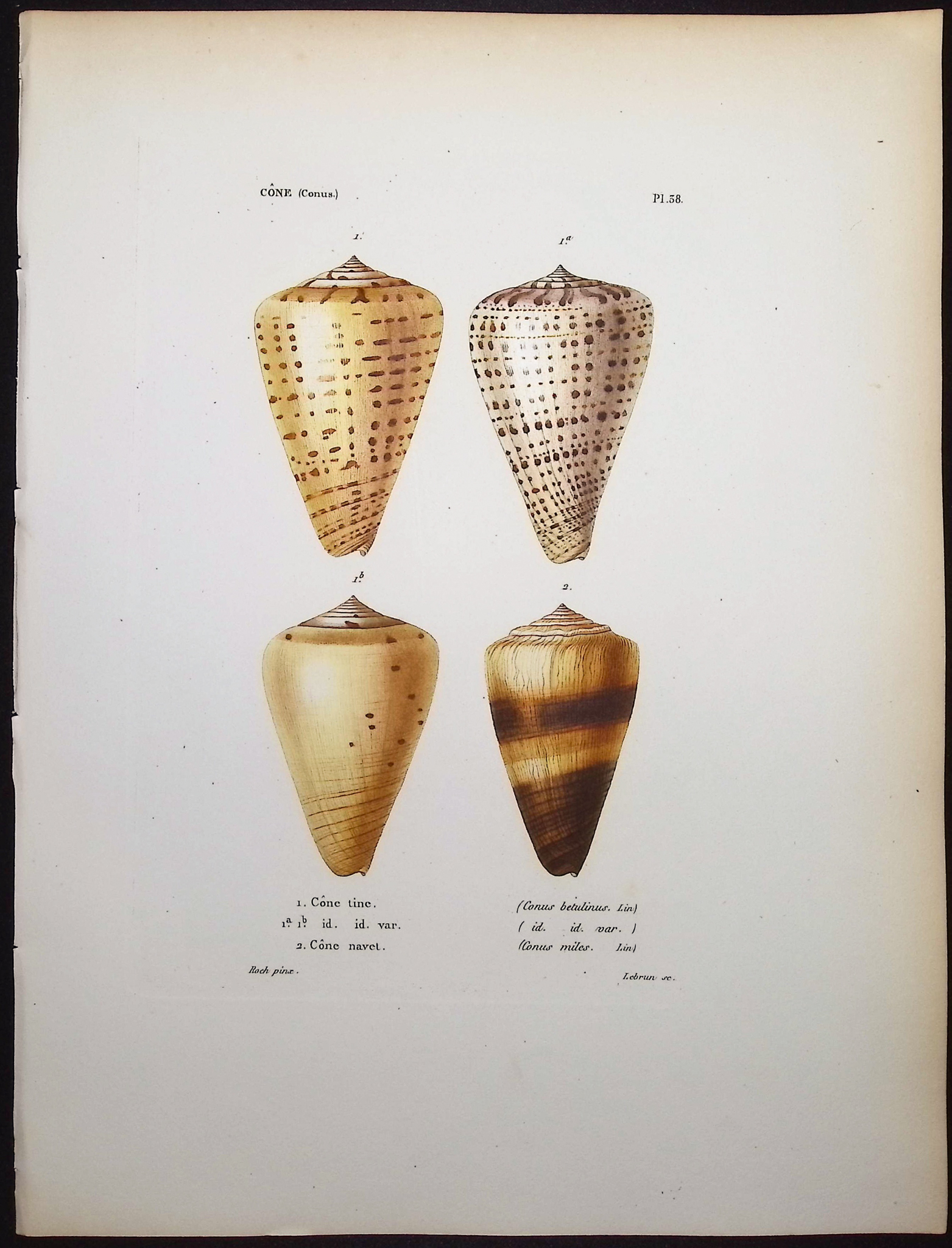 Kiener - 6 Shell Engravings