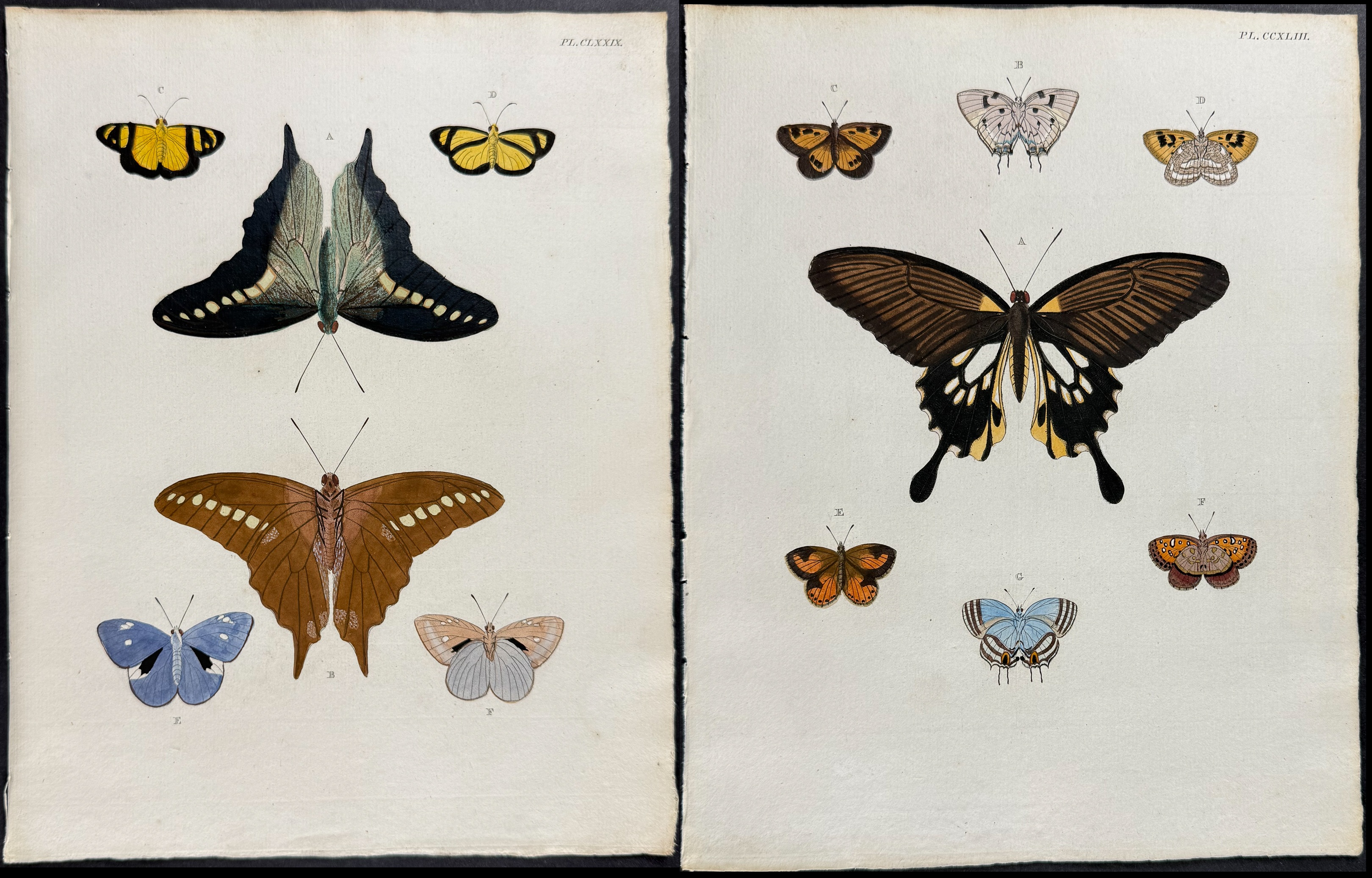 Cramer - Pair of Butterfly or Moth Engravings