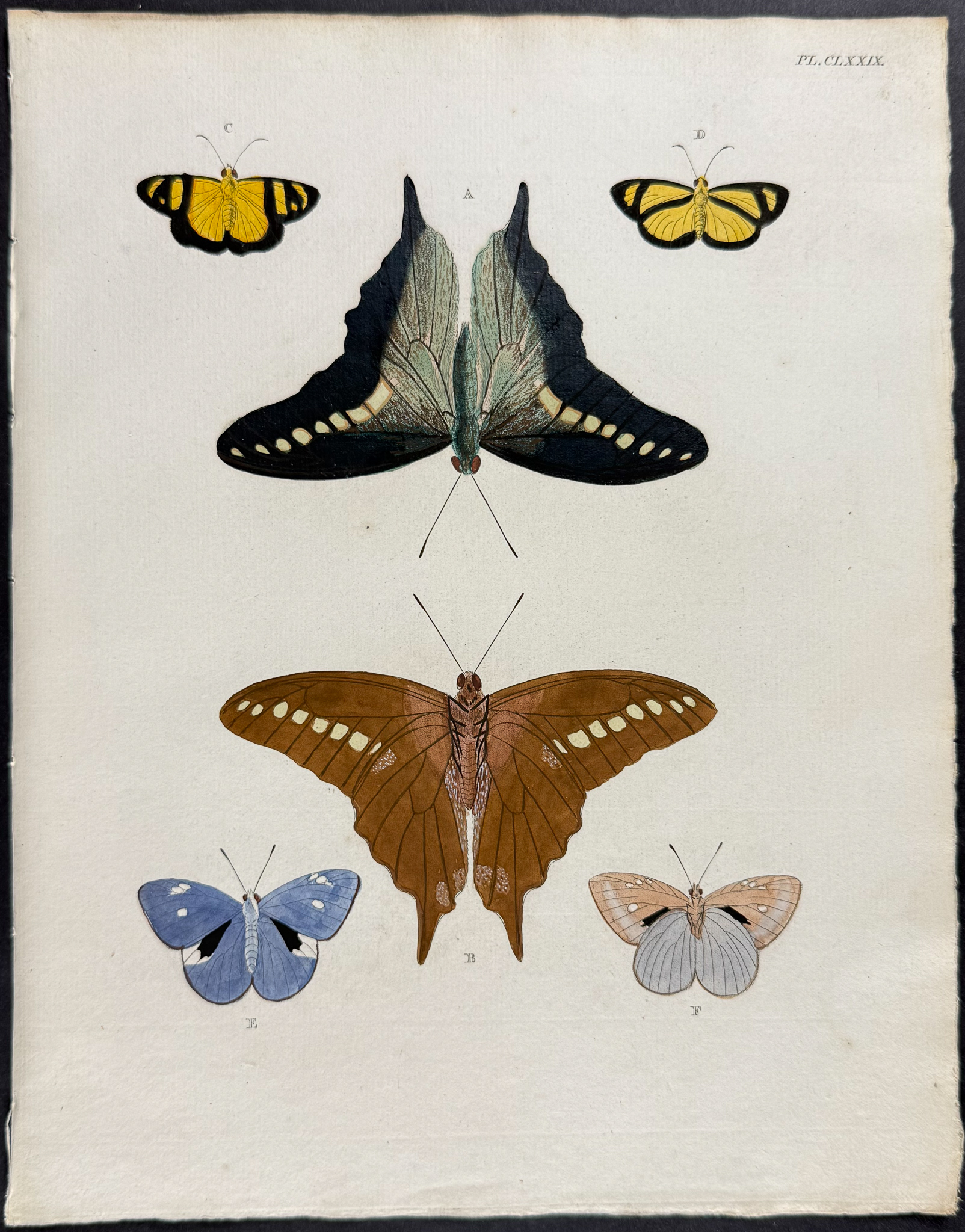 Cramer - Pair of Butterfly or Moth Engravings
