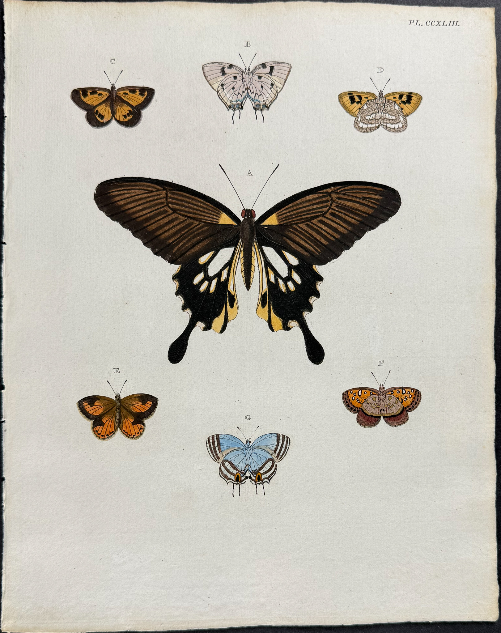 Cramer - Pair of Butterfly or Moth Engravings