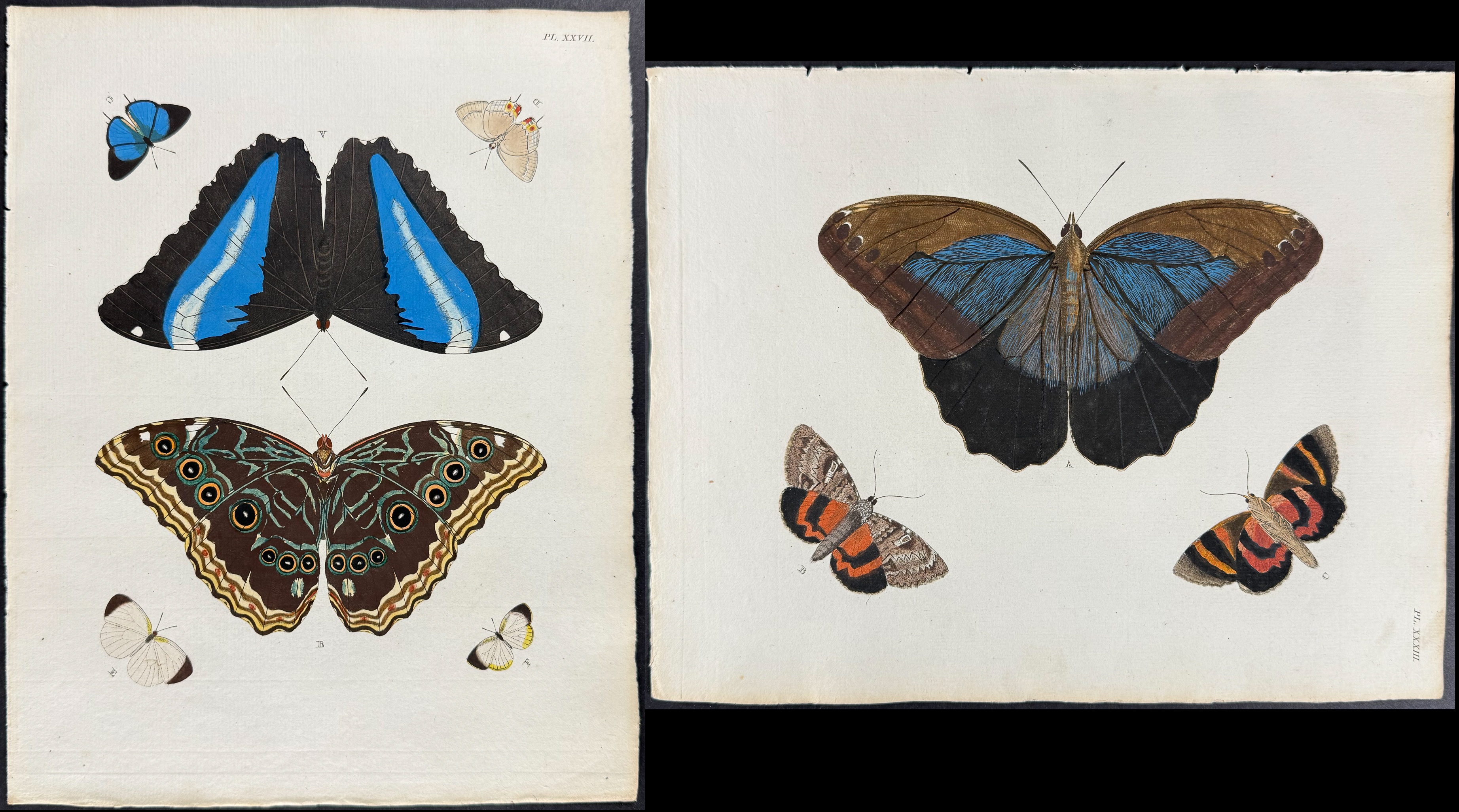 Cramer - Pair of Butterfly or Moth Engravings