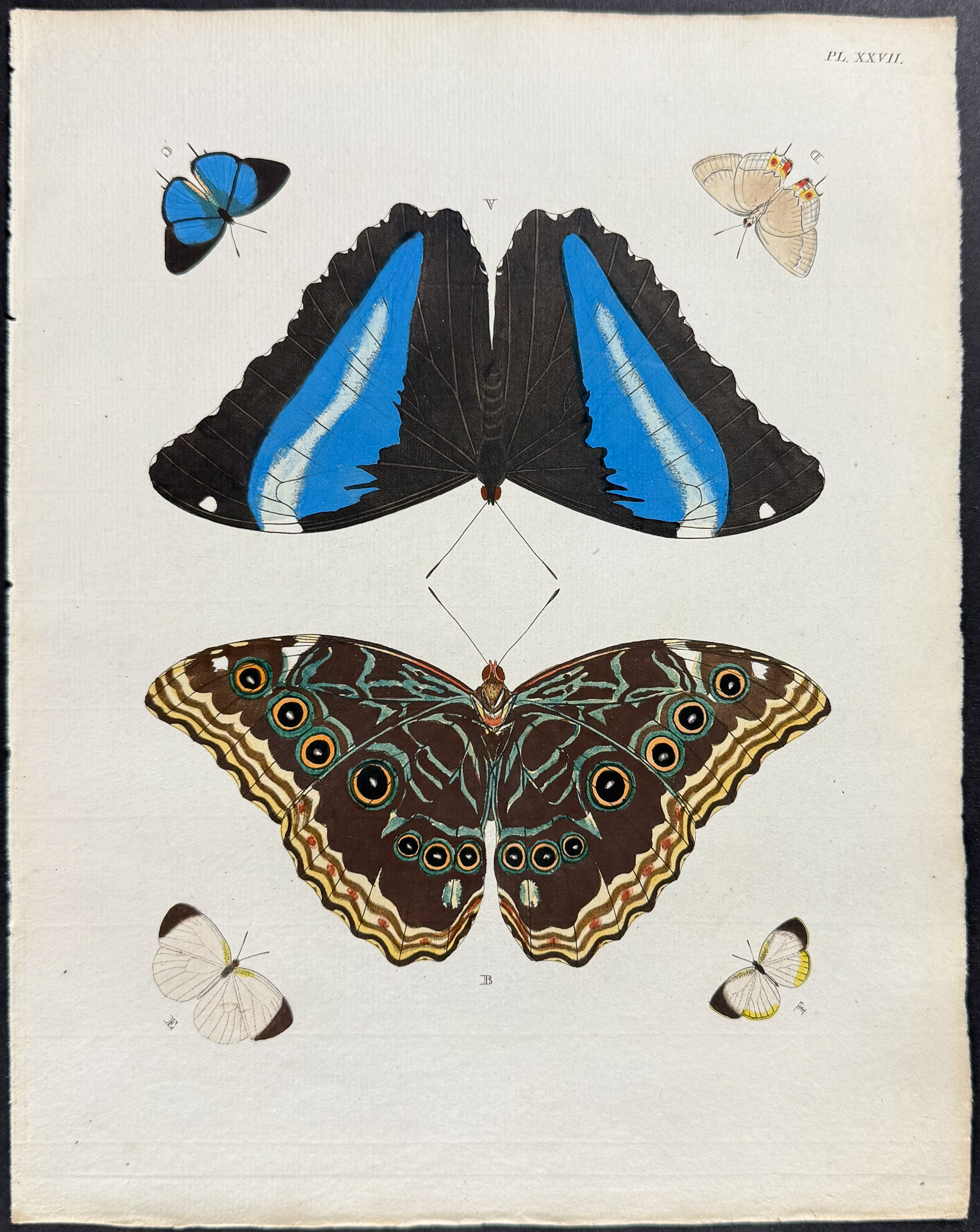 Cramer - Pair of Butterfly or Moth Engravings