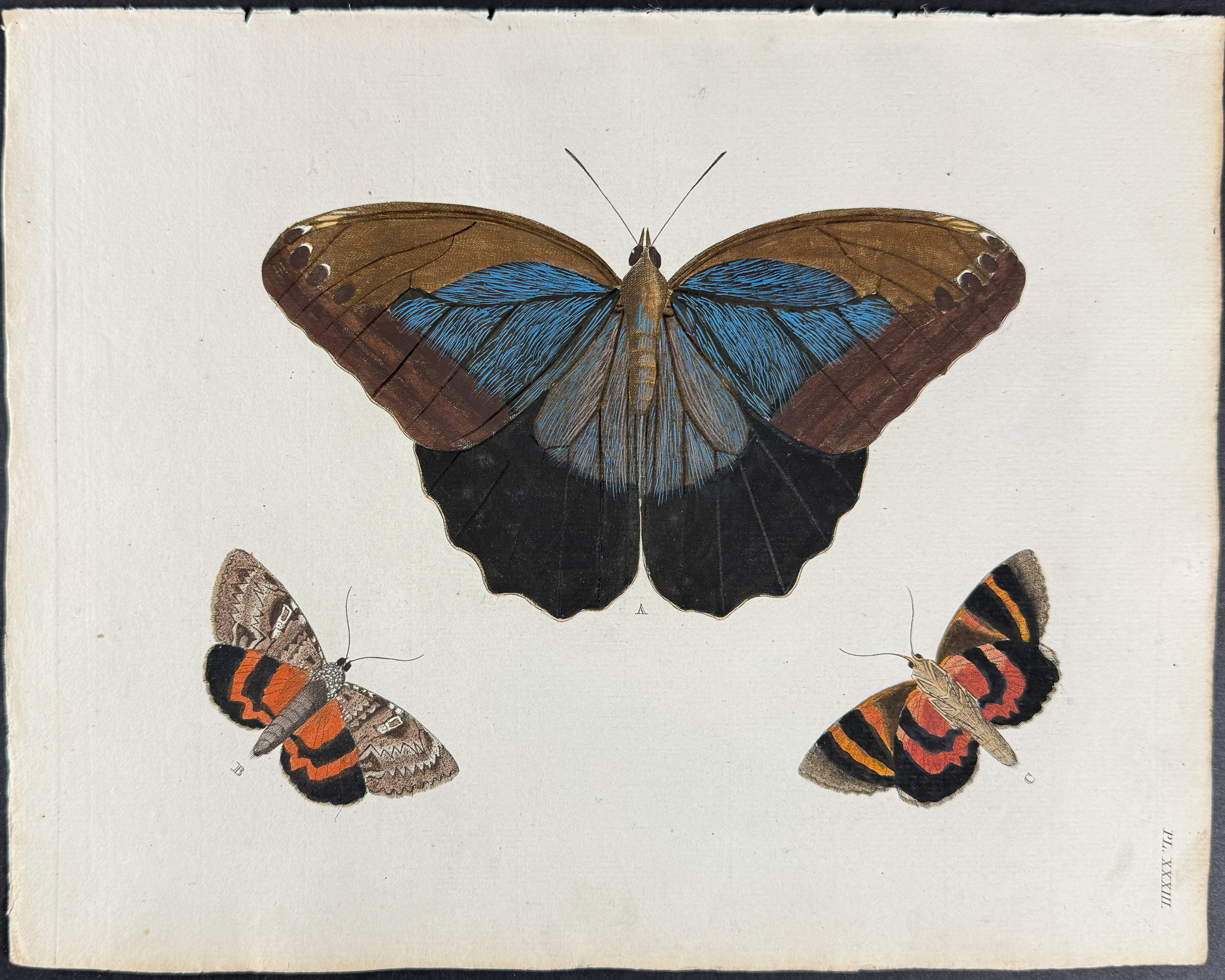 Cramer - Pair of Butterfly or Moth Engravings