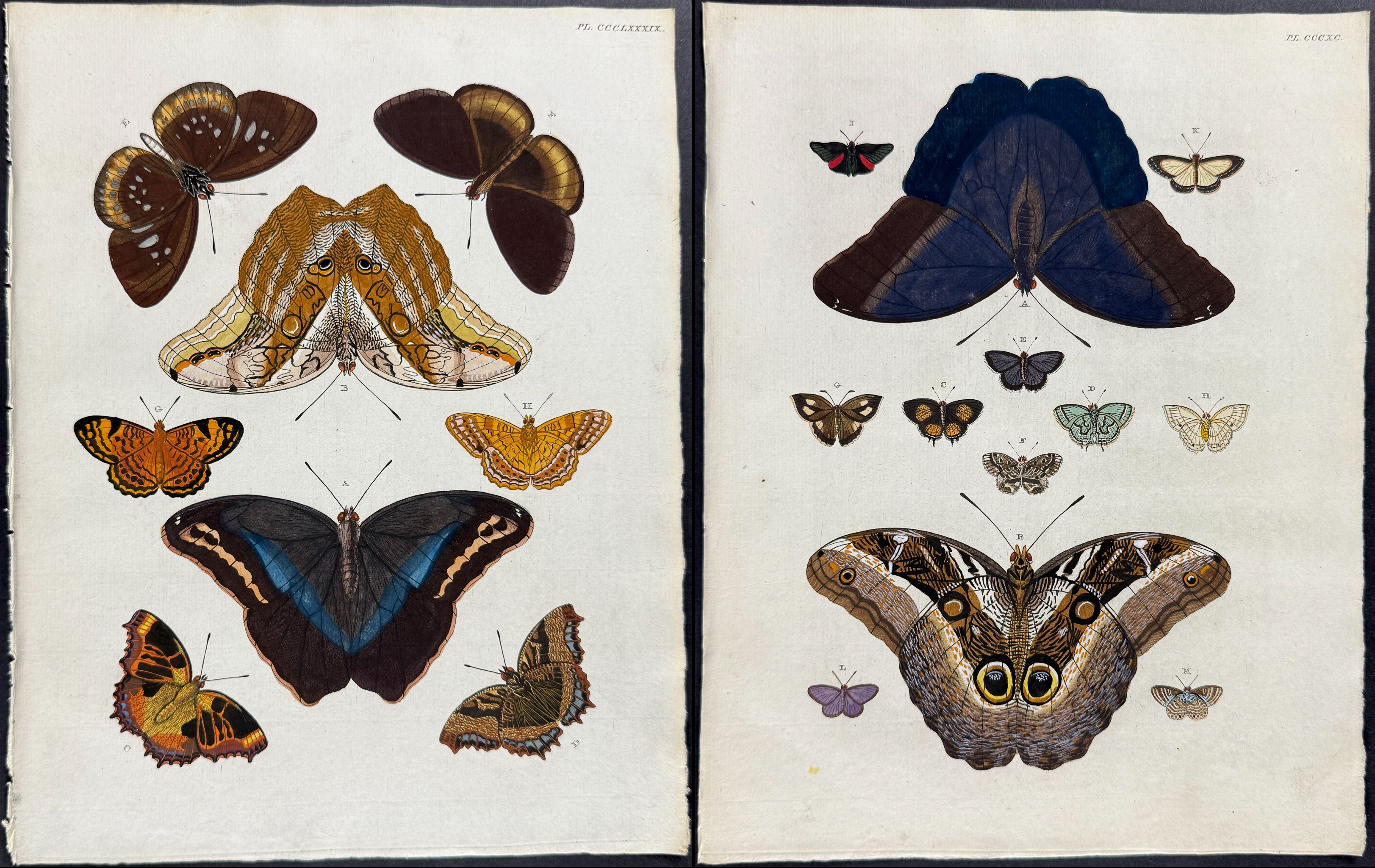 Cramer - Pair of Butterfly or Moth Engravings