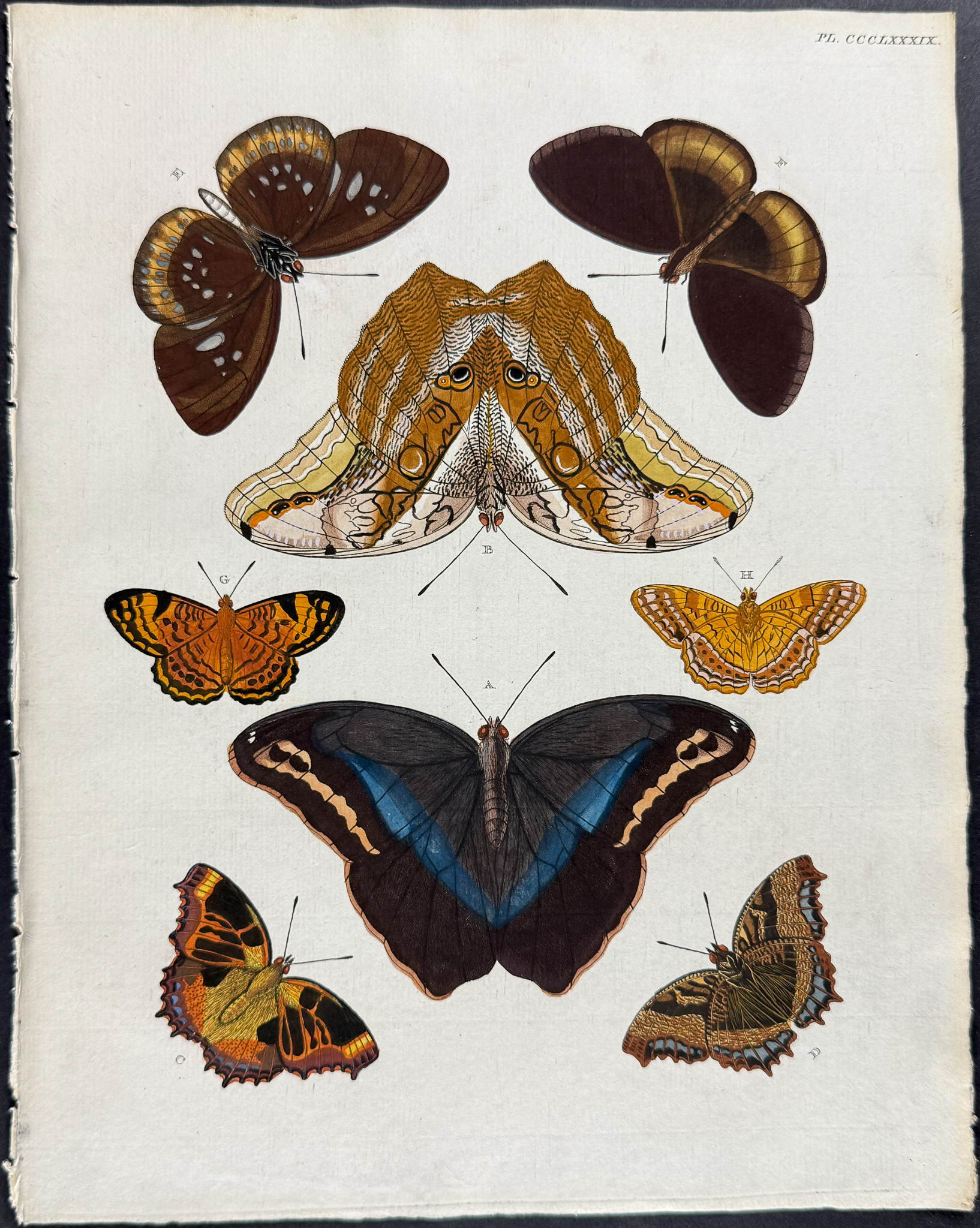 Cramer - Pair of Butterfly or Moth Engravings