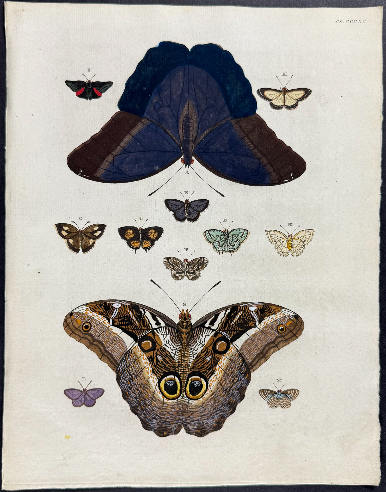 Cramer - Pair of Butterfly or Moth Engravings