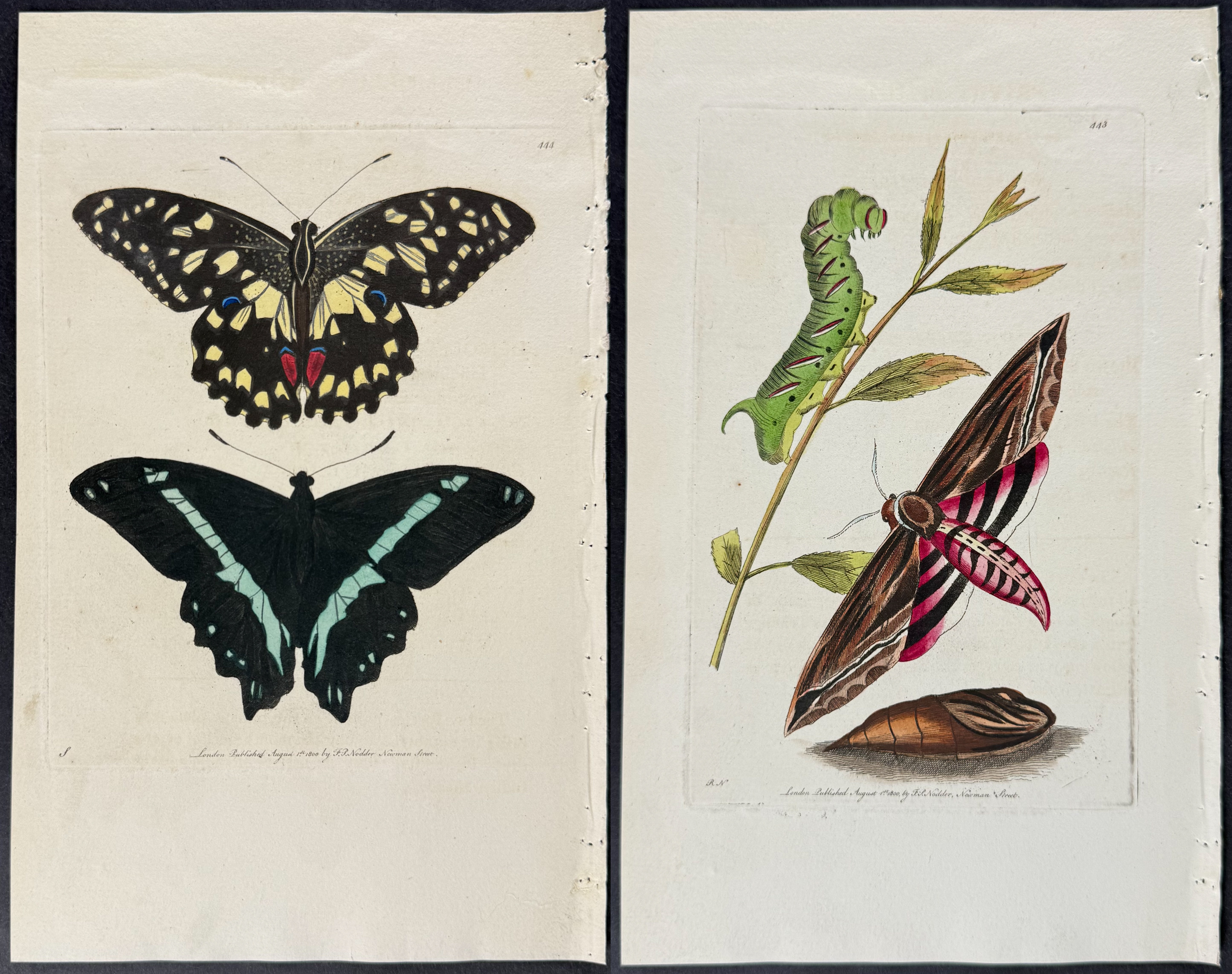 Shaw & Nodder - 6 Butterfly & Moth Engravings
