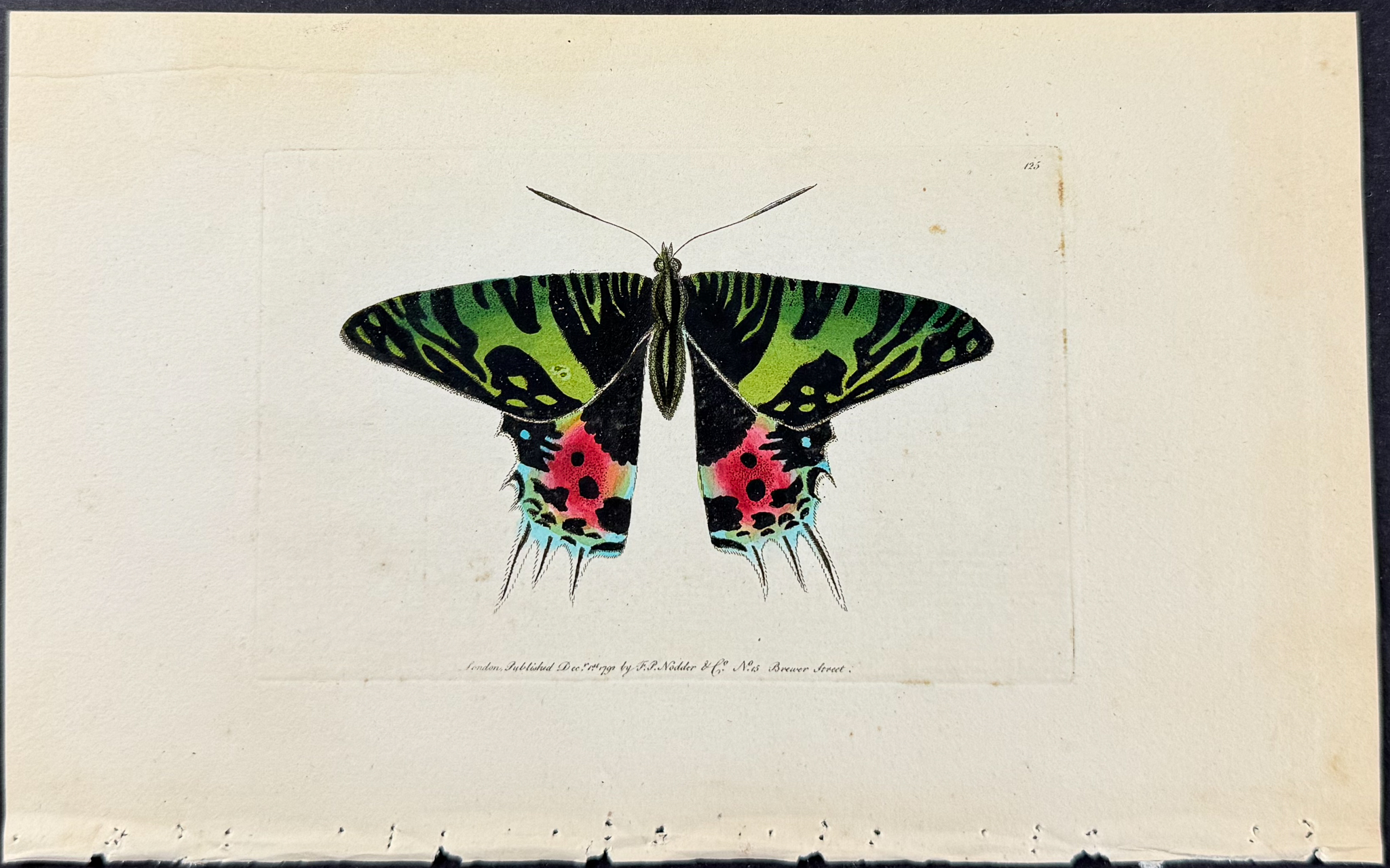 Shaw & Nodder - 6 Butterfly & Moth Engravings