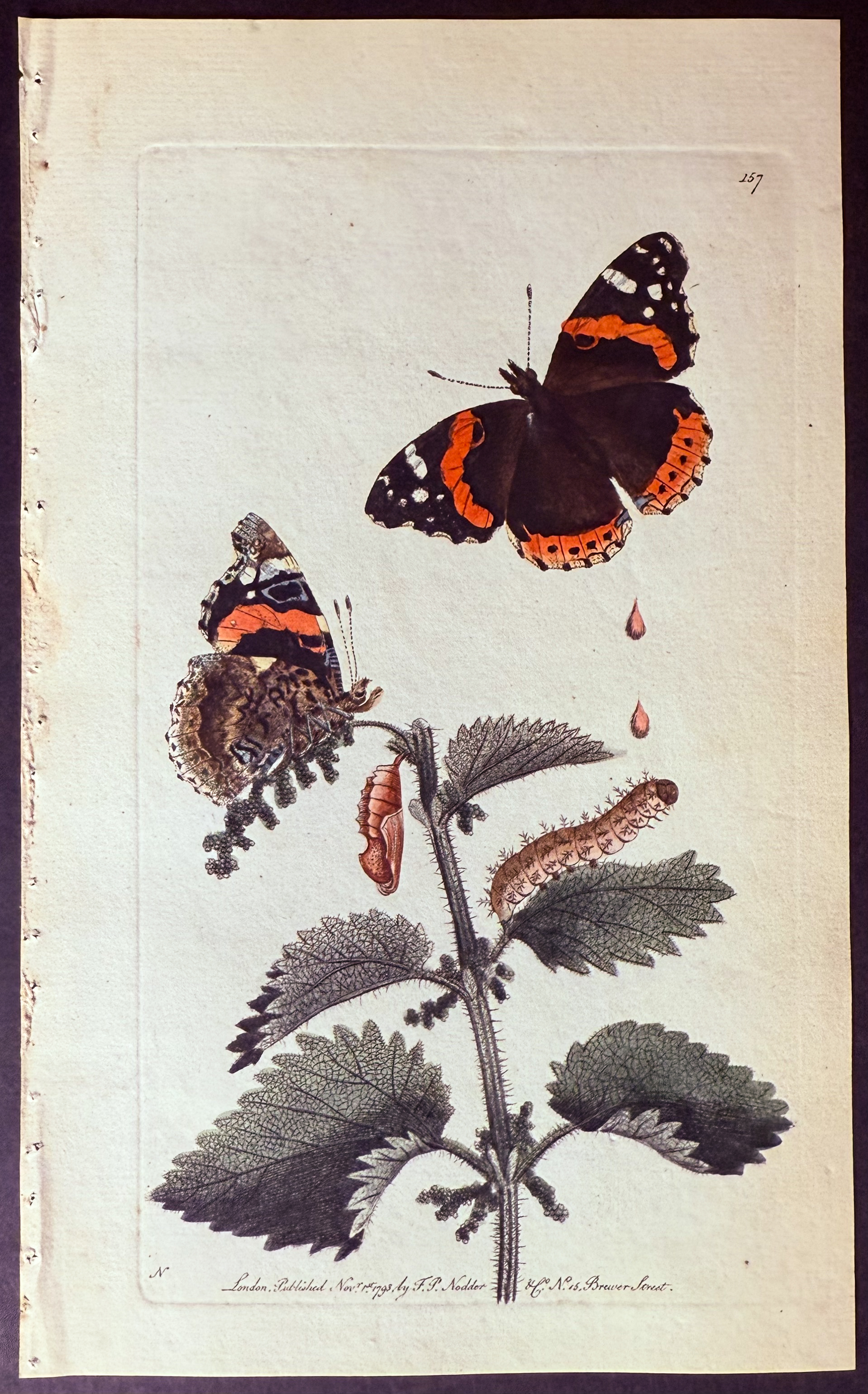 Shaw & Nodder - 6 Butterfly & Moth Engravings