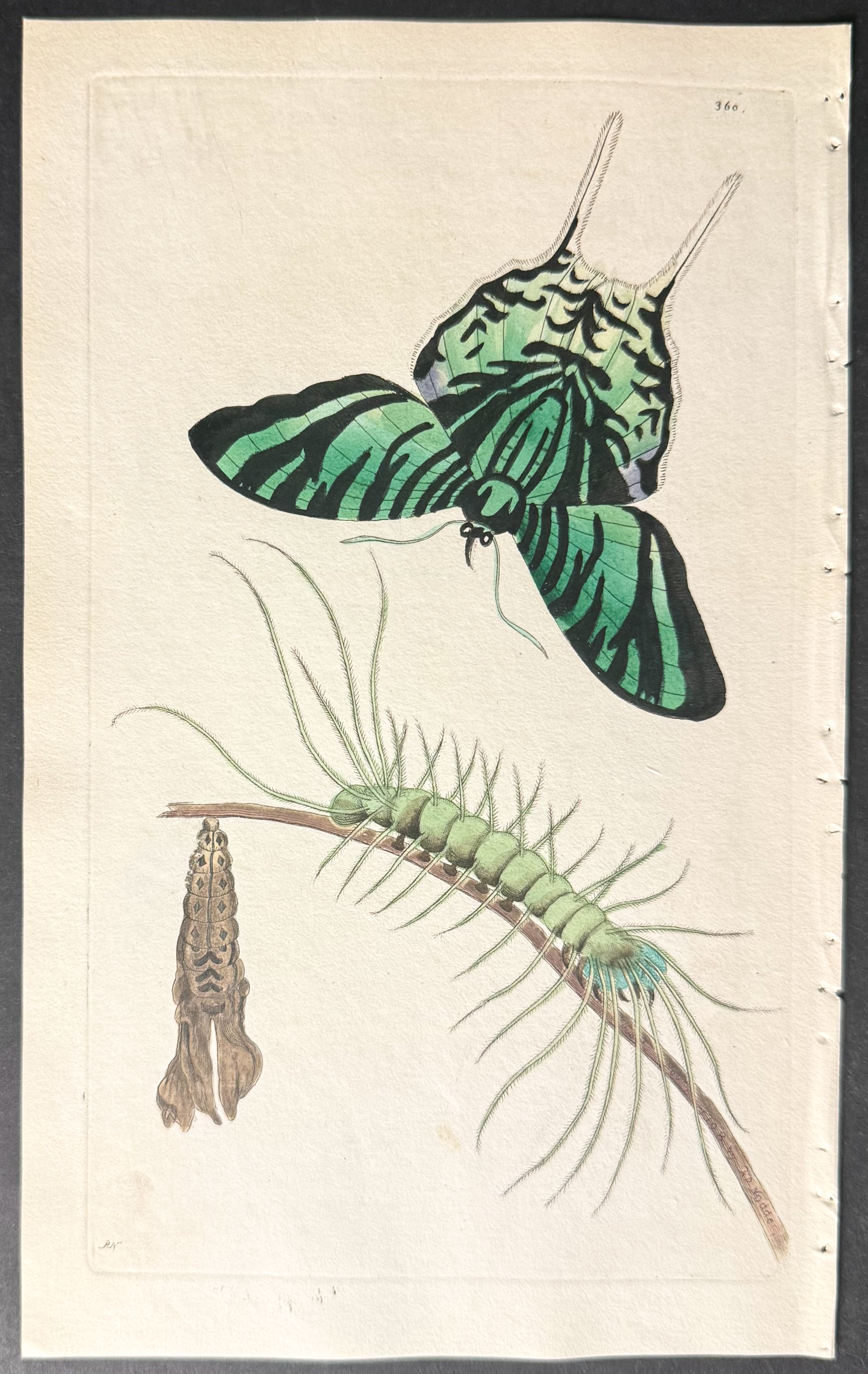 Shaw & Nodder - 6 Butterfly & Moth Engravings