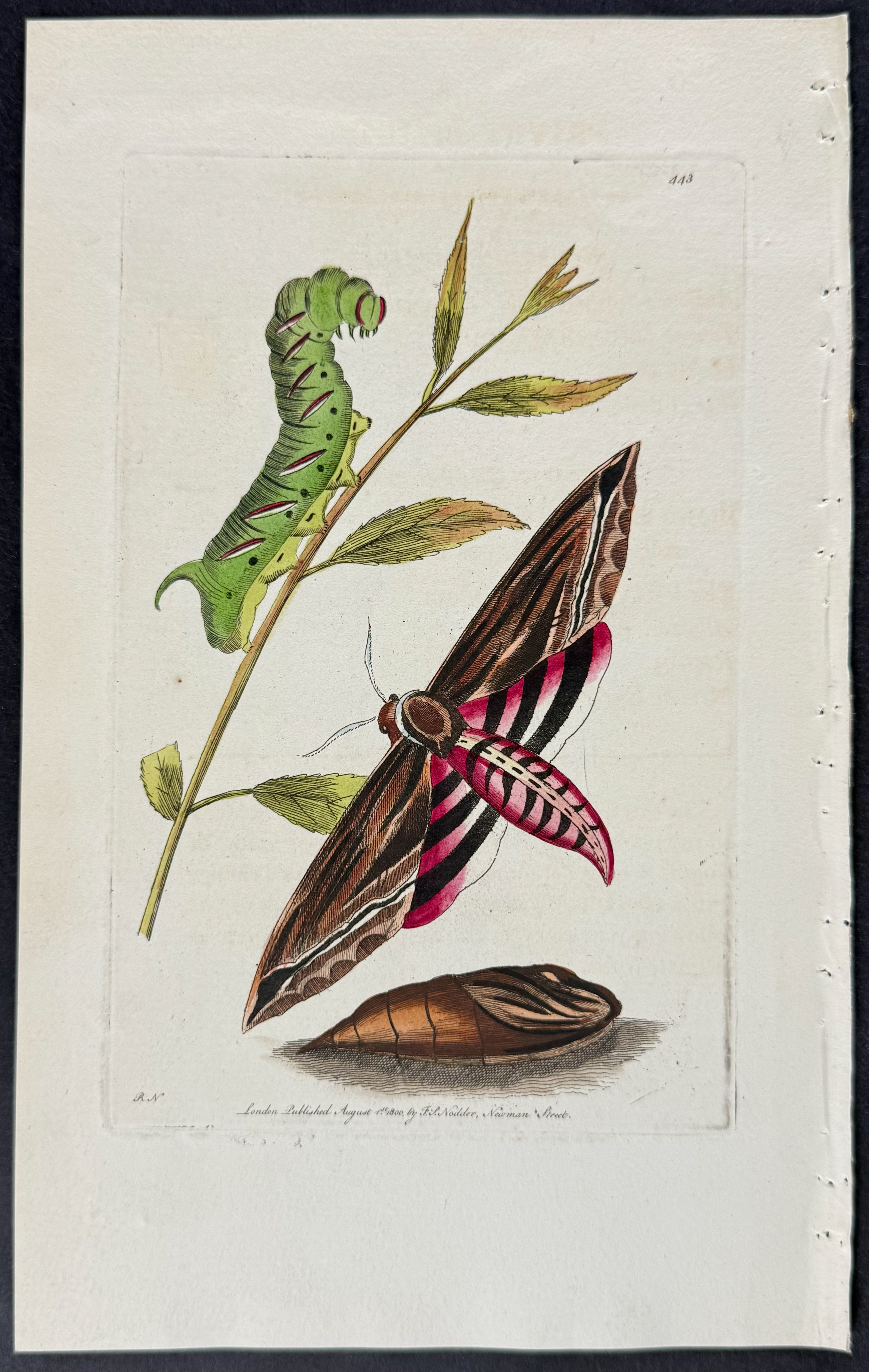 Shaw & Nodder - 6 Butterfly & Moth Engravings