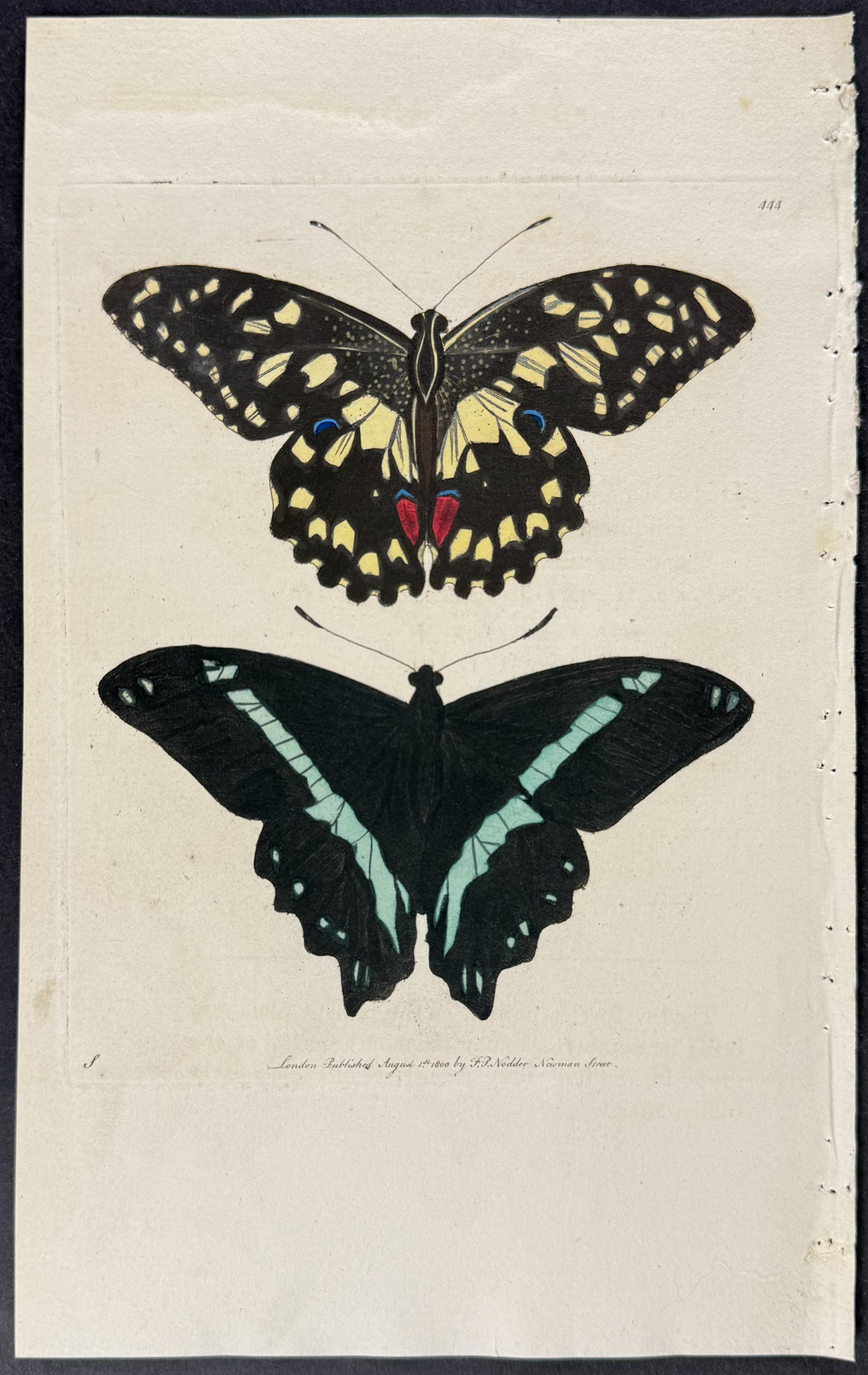 Shaw & Nodder - 6 Butterfly & Moth Engravings
