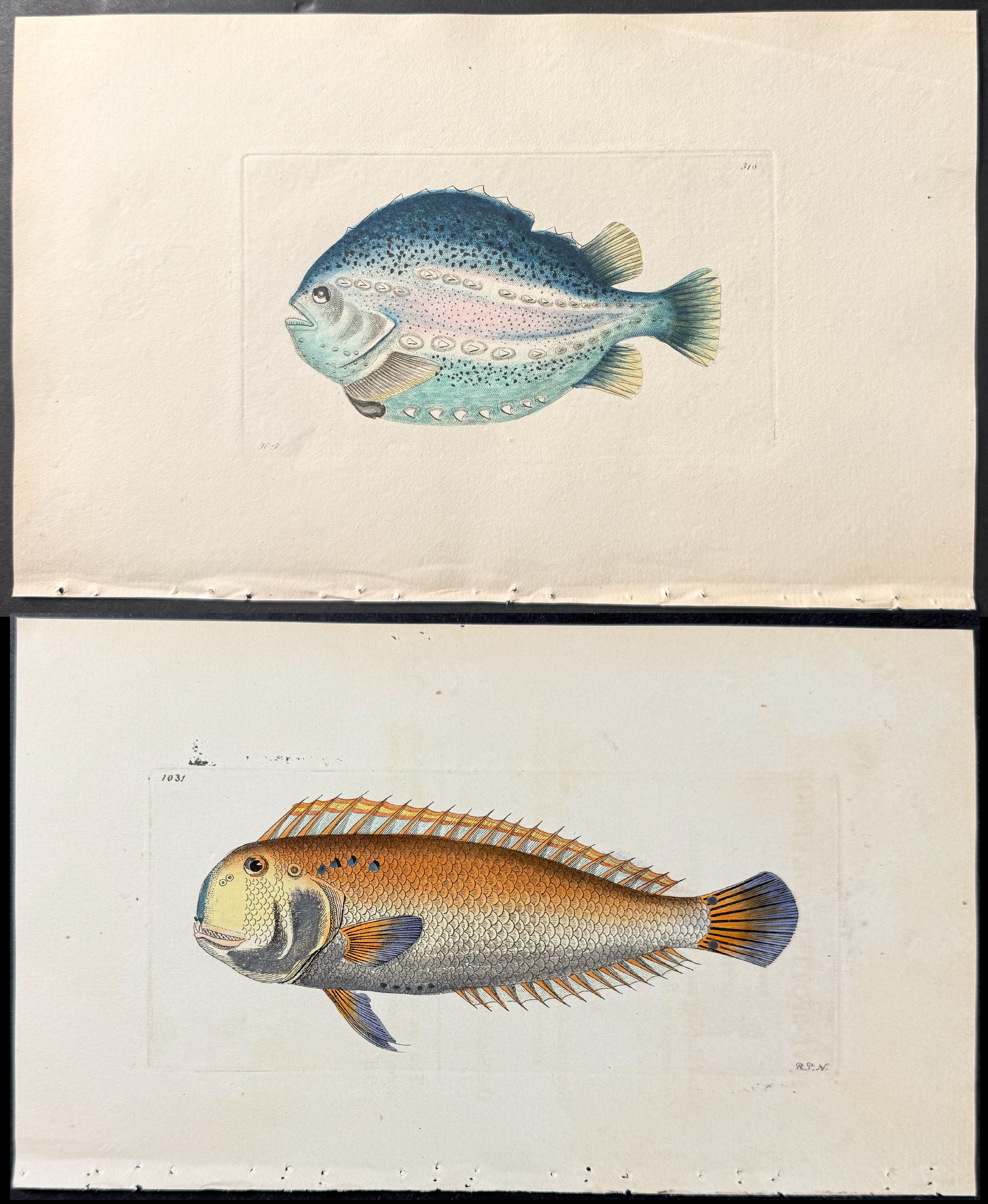 Shaw & Nodder - 6 Fish Engravings