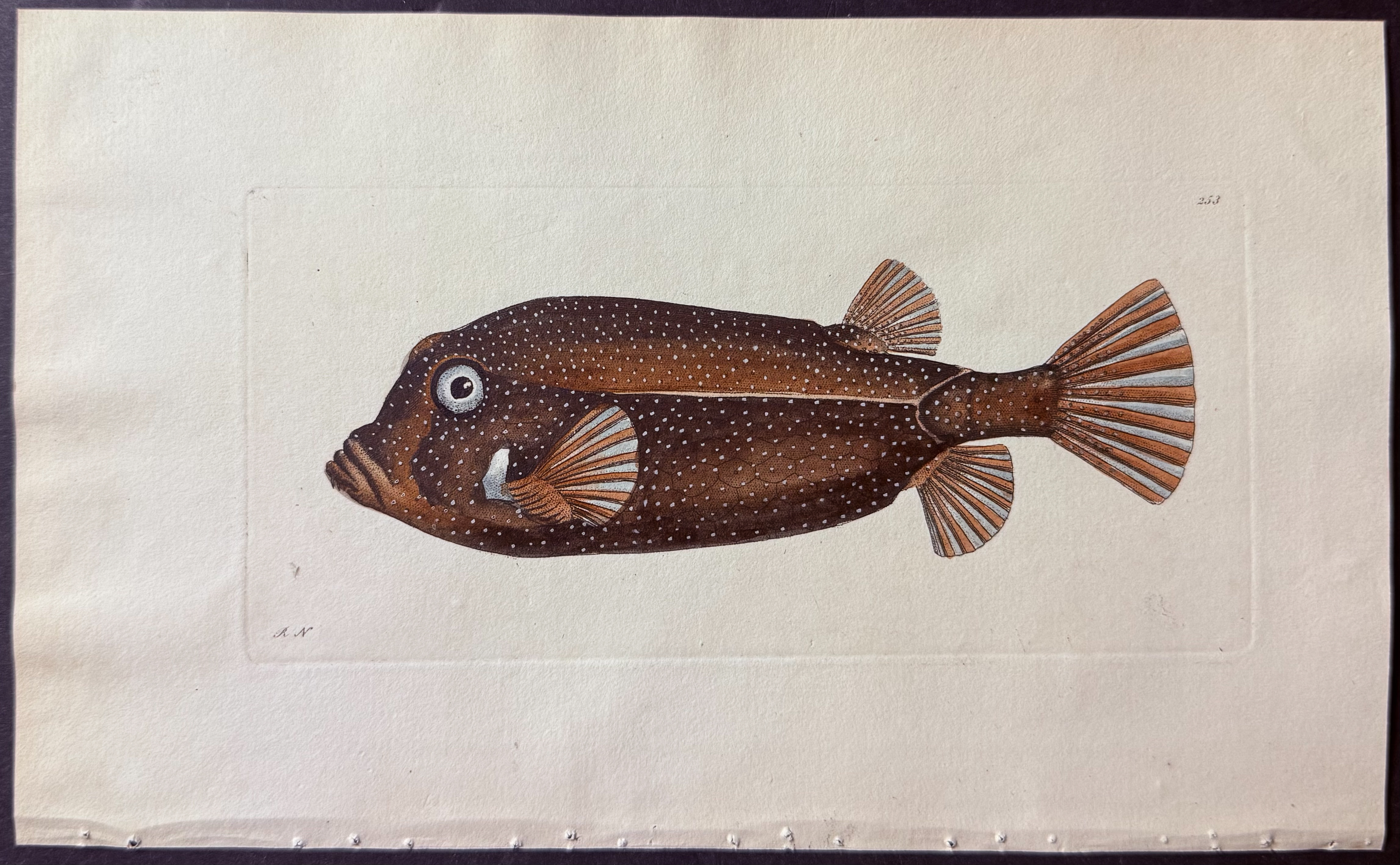 Shaw & Nodder - 6 Fish Engravings