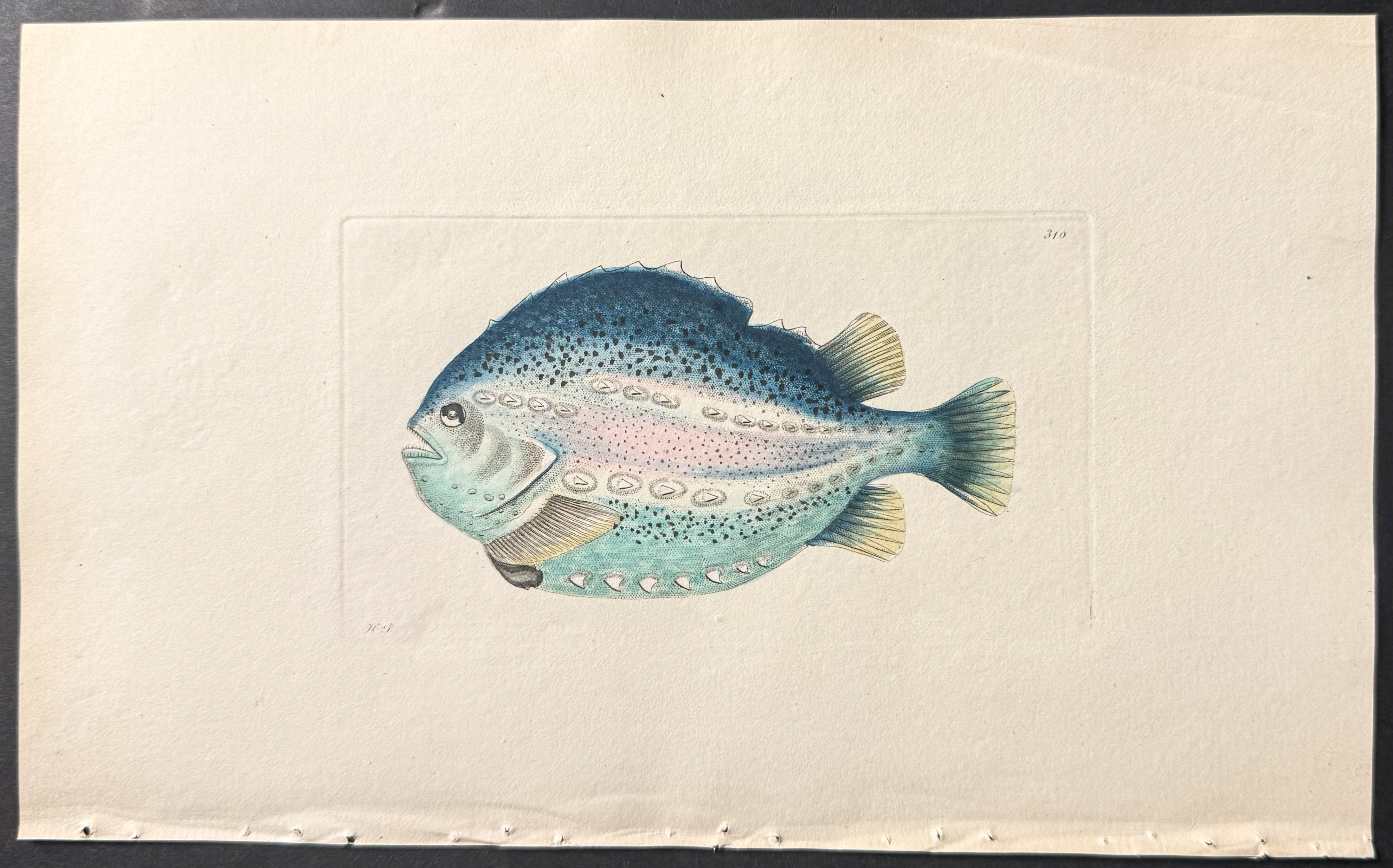 Shaw & Nodder - 6 Fish Engravings